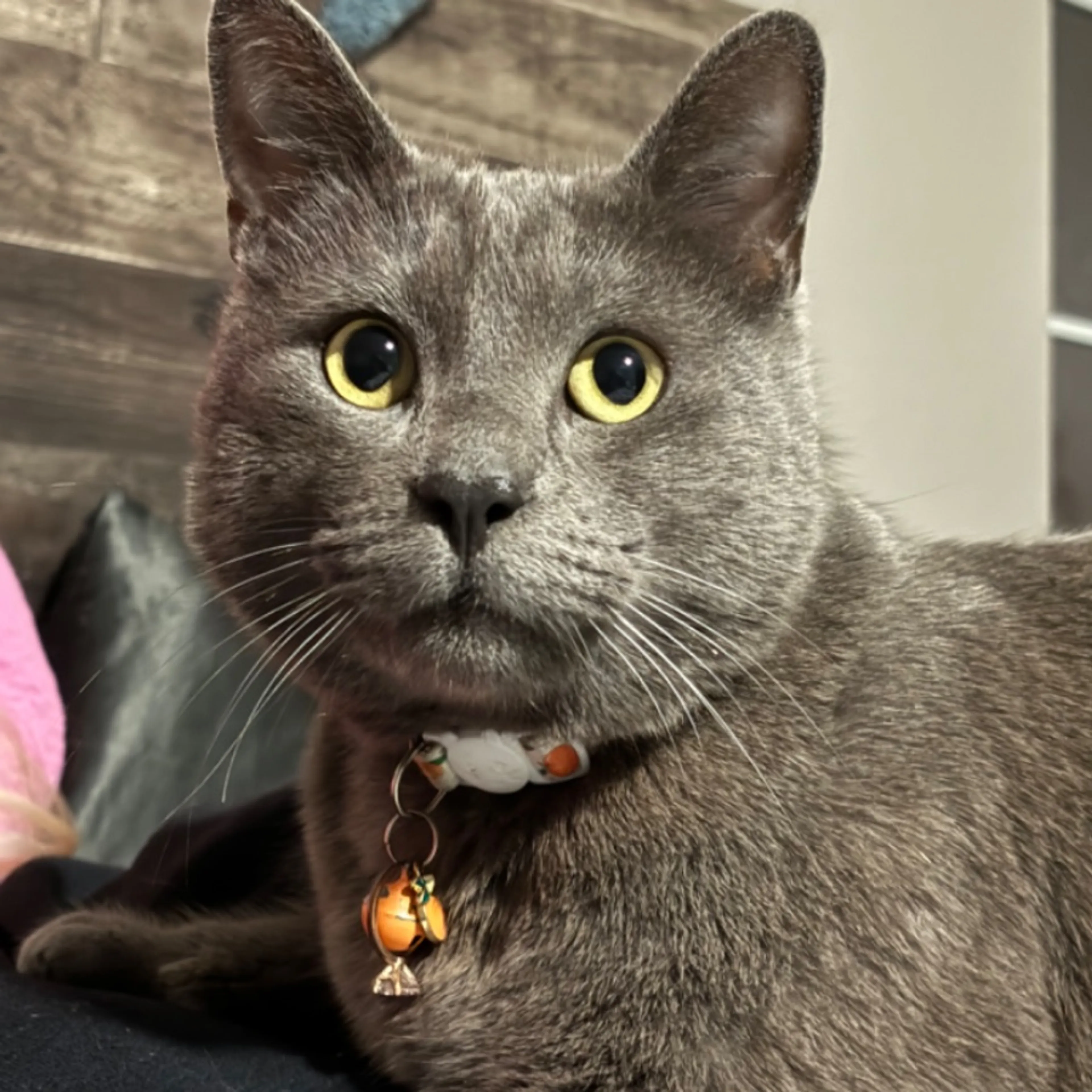 Lost pet