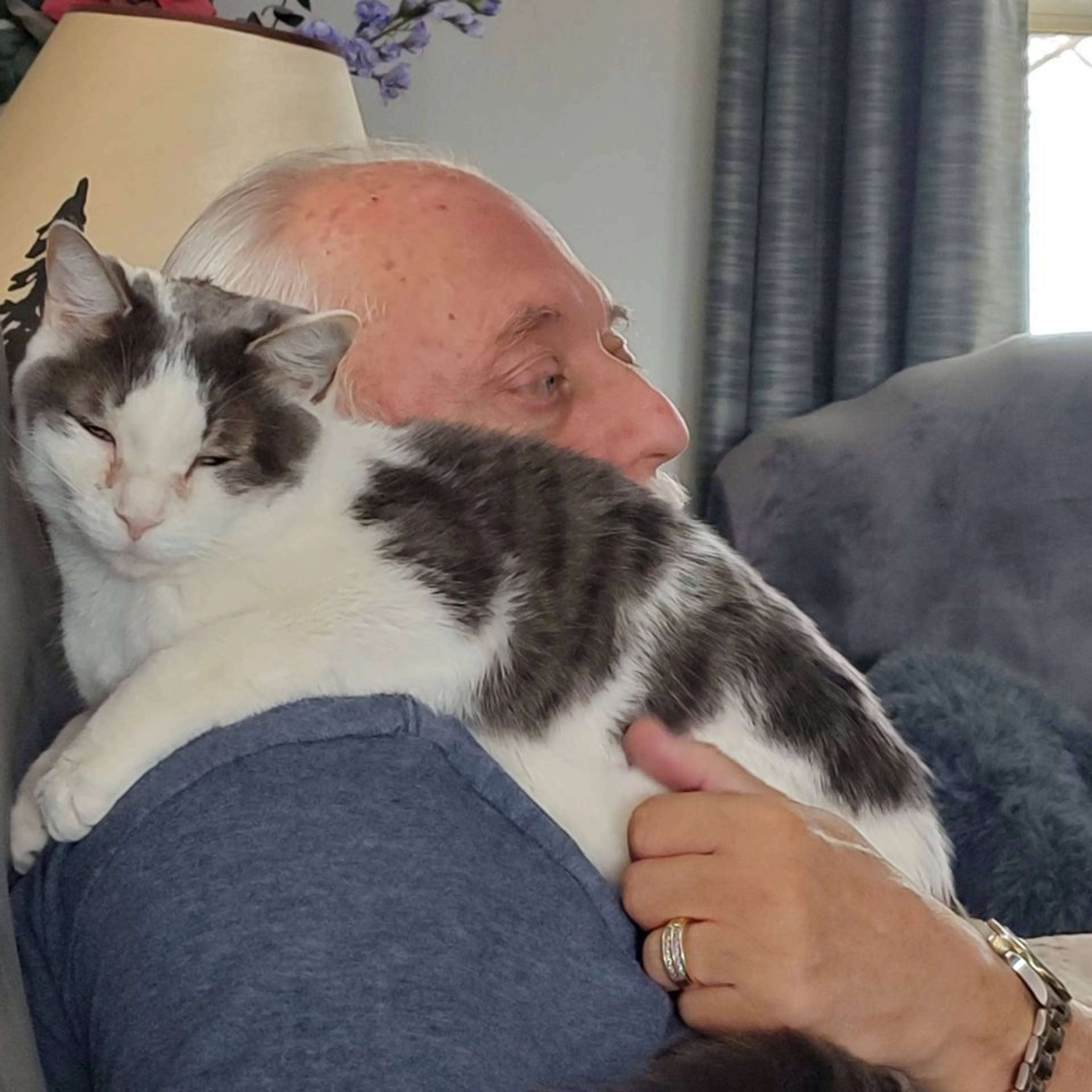 Lost pet-2