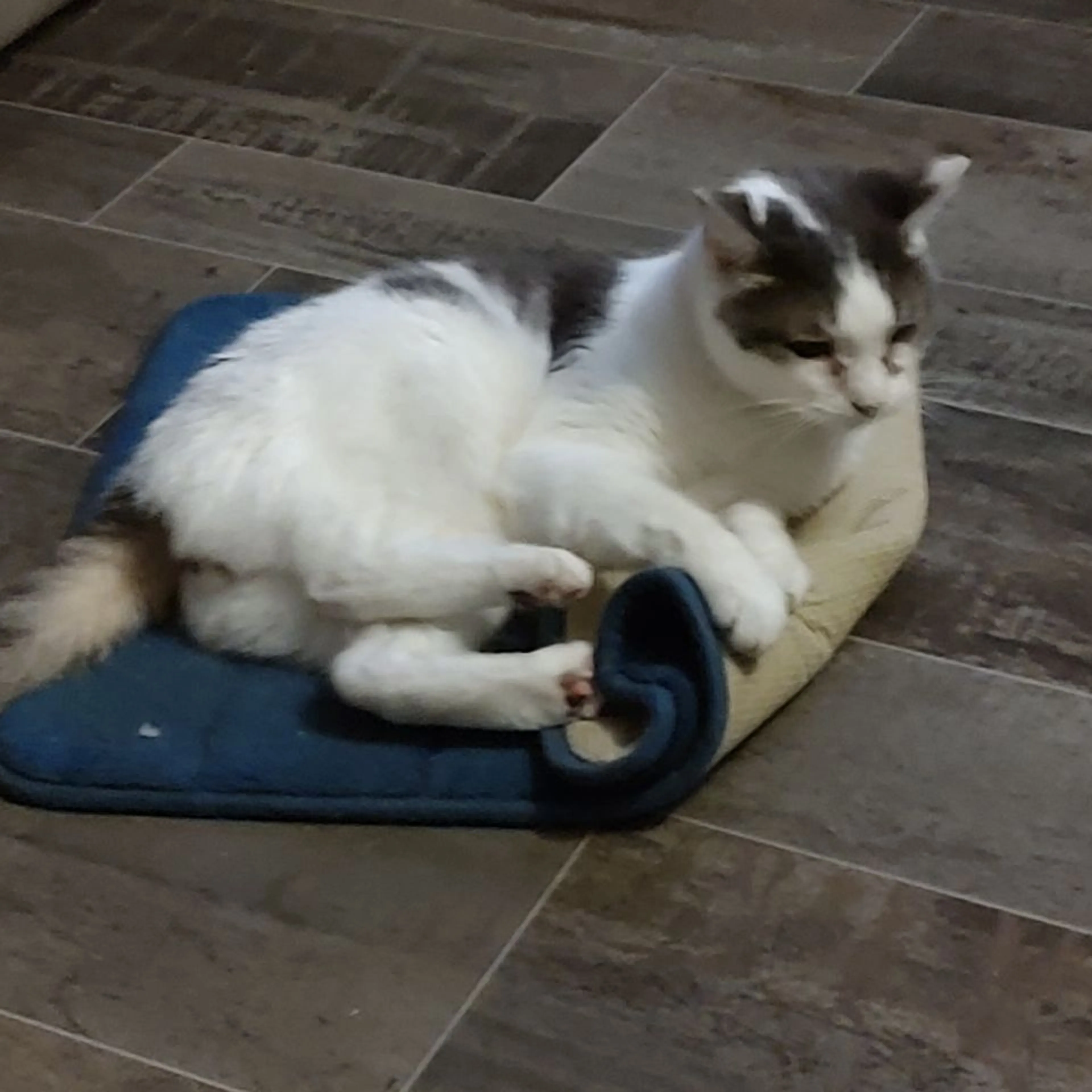 Lost pet-1