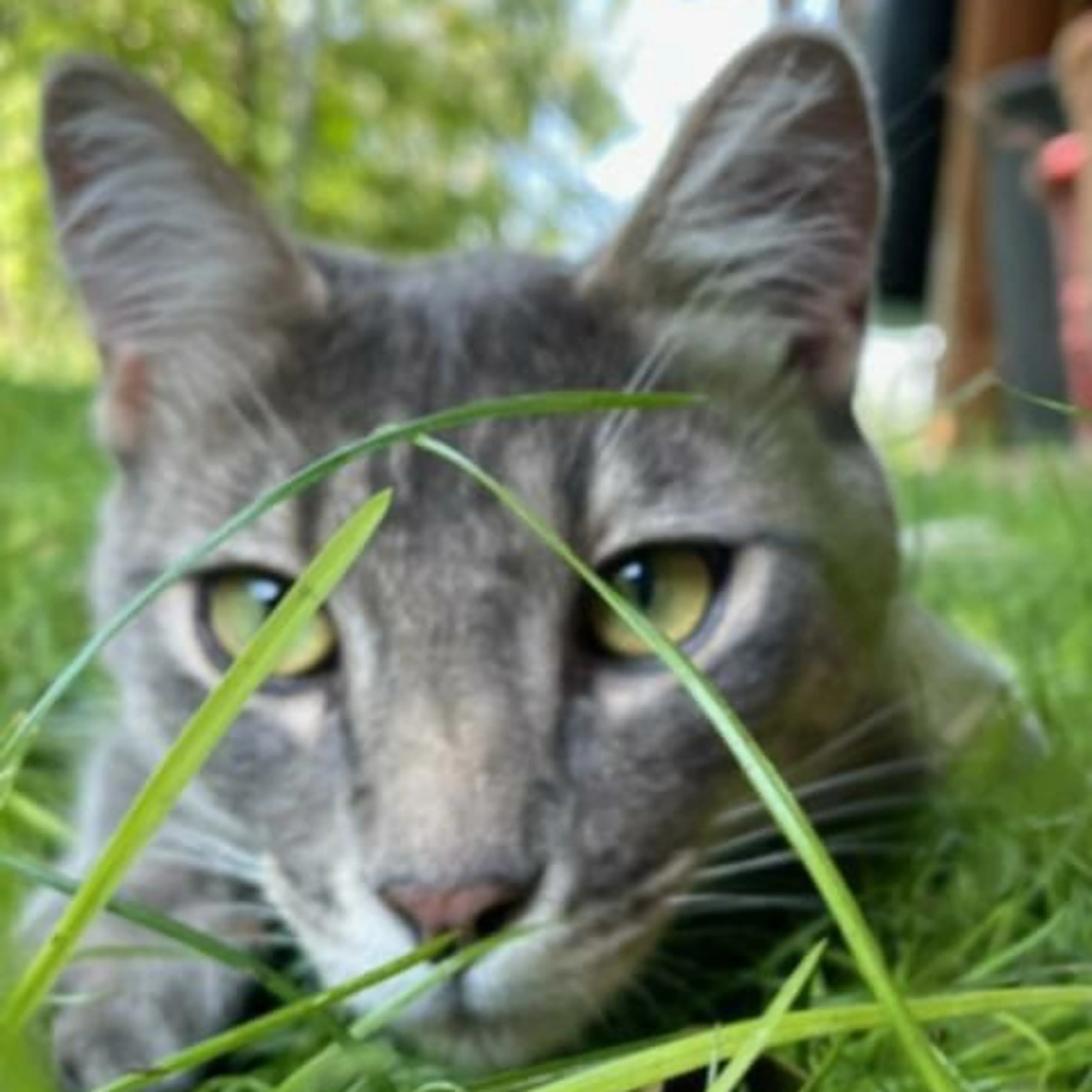 Lost pet-2