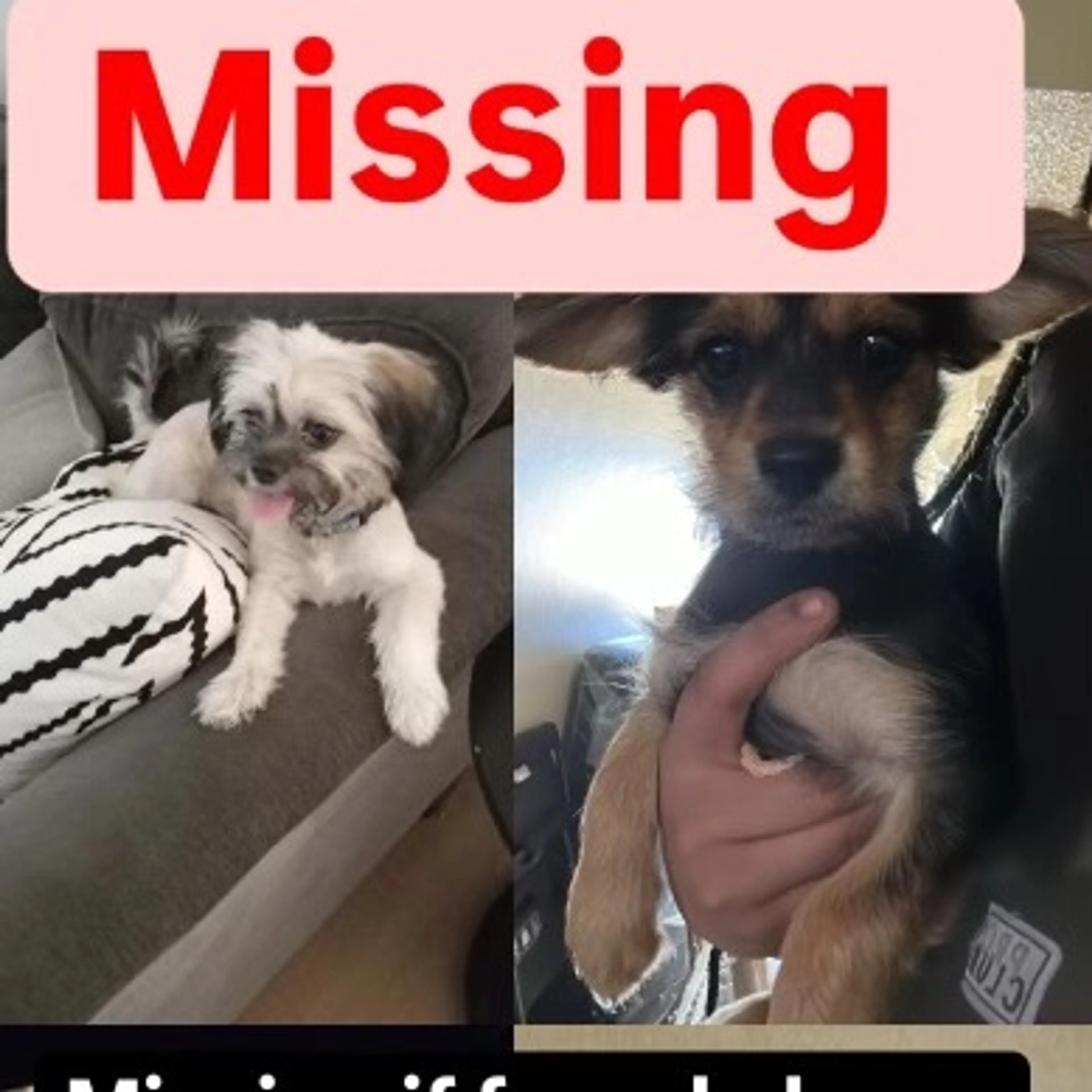 Lost pet