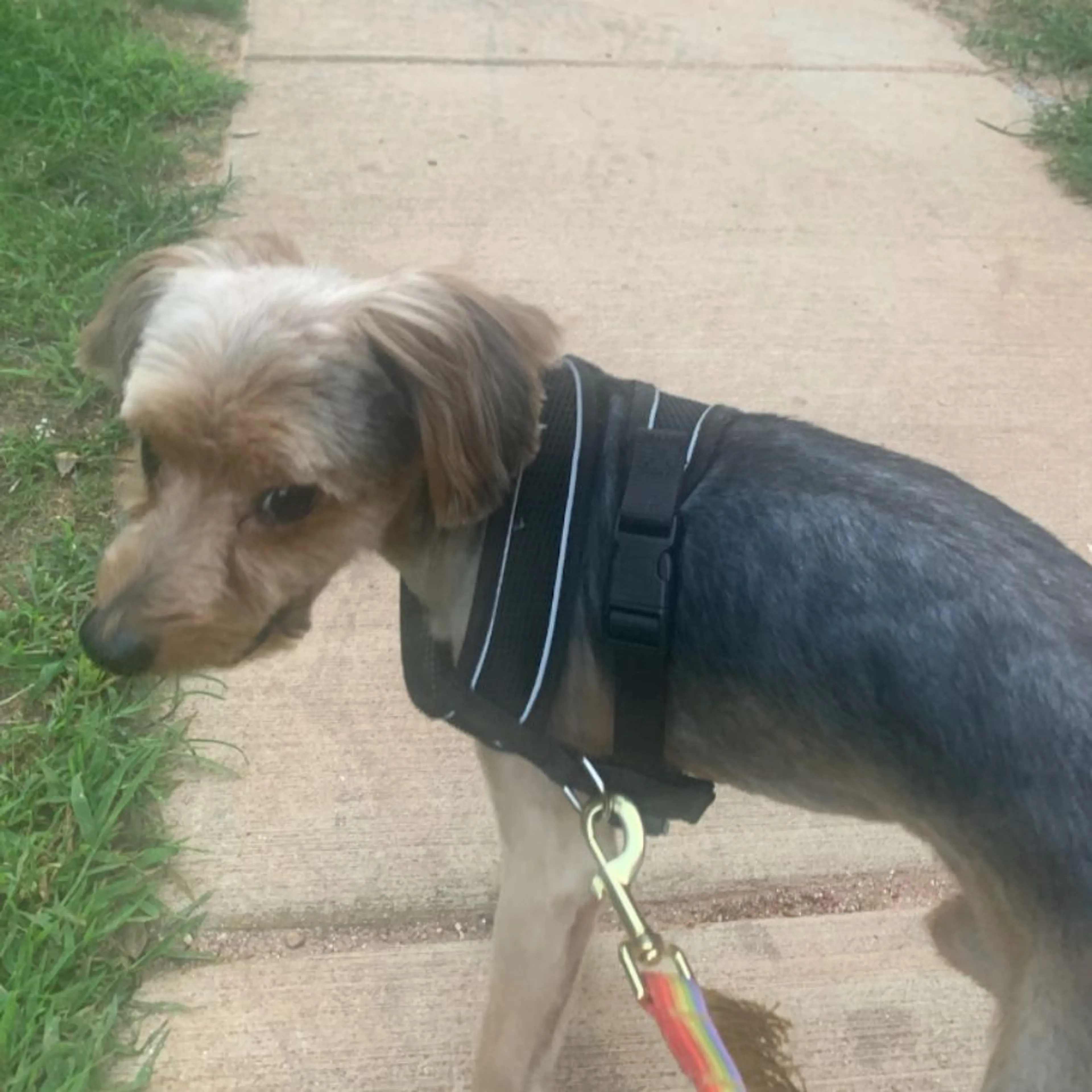Lost pet