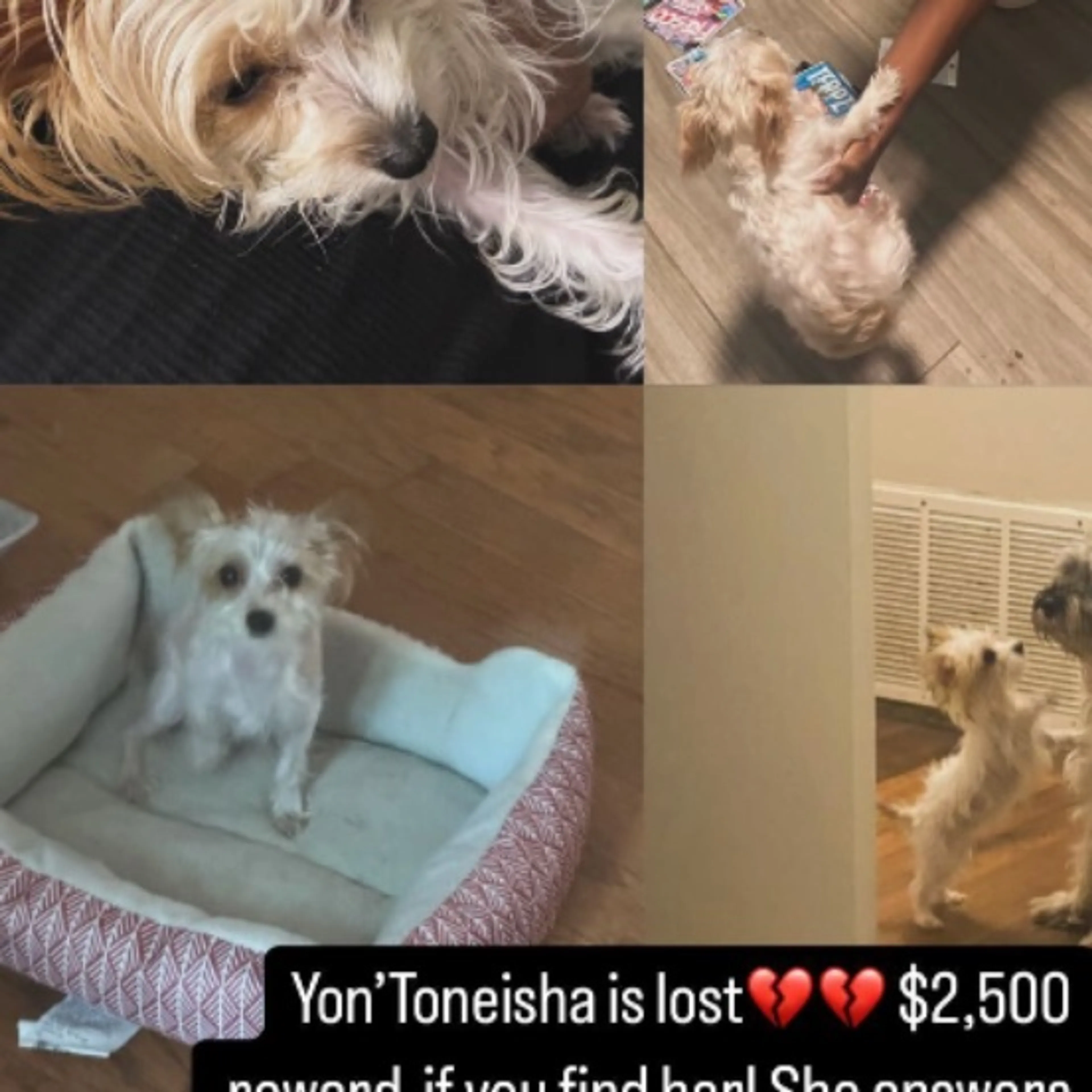 Lost pet