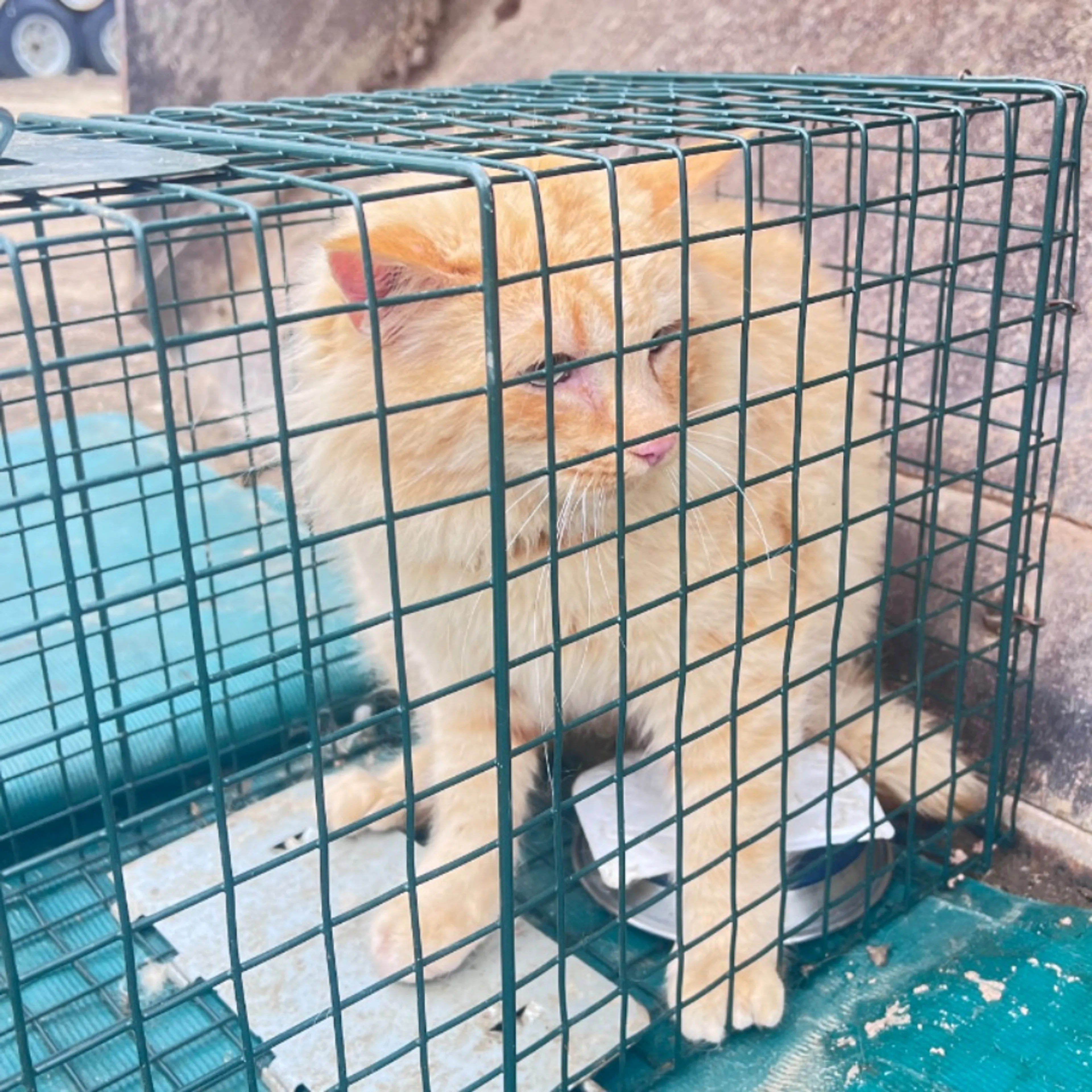Found pet