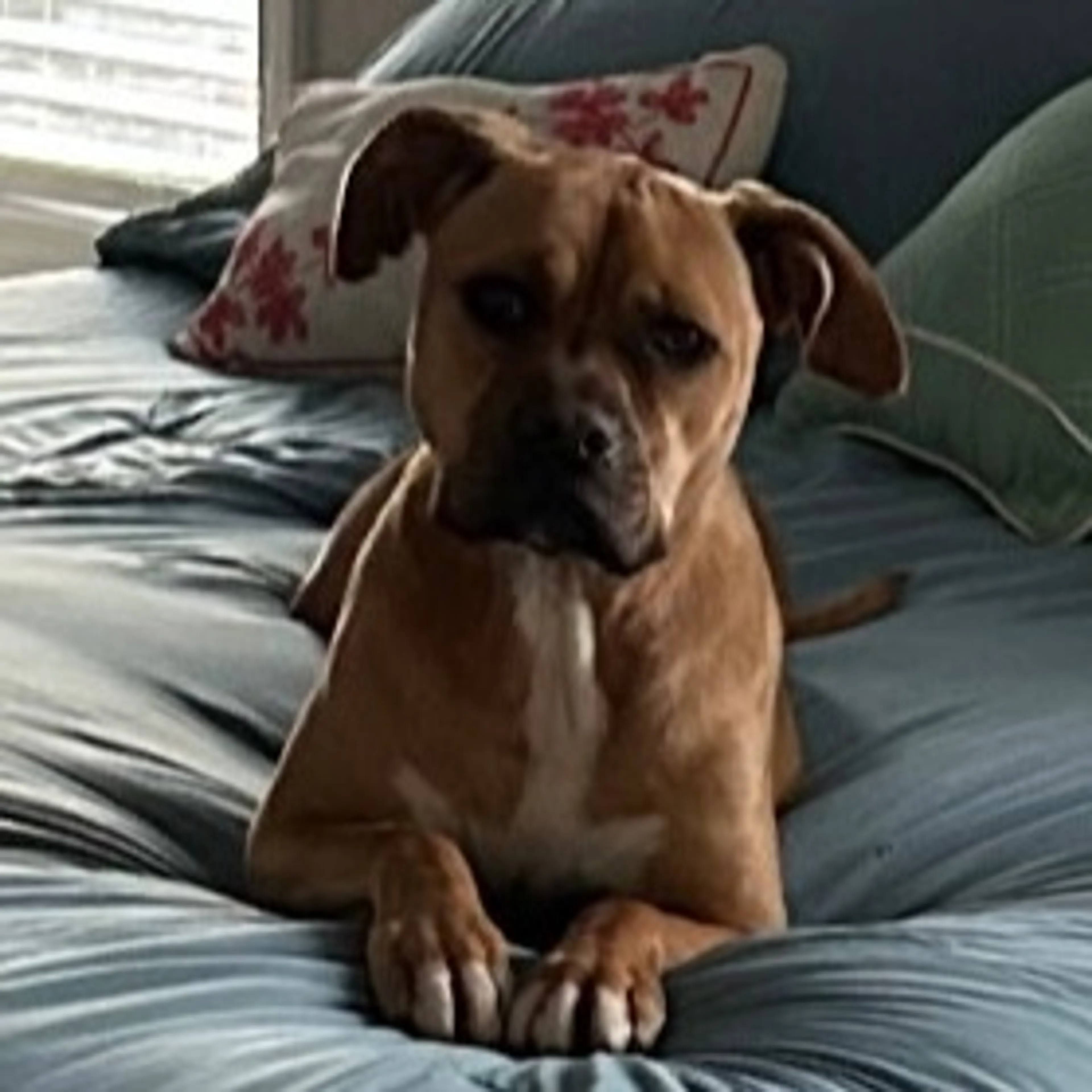 Found pet