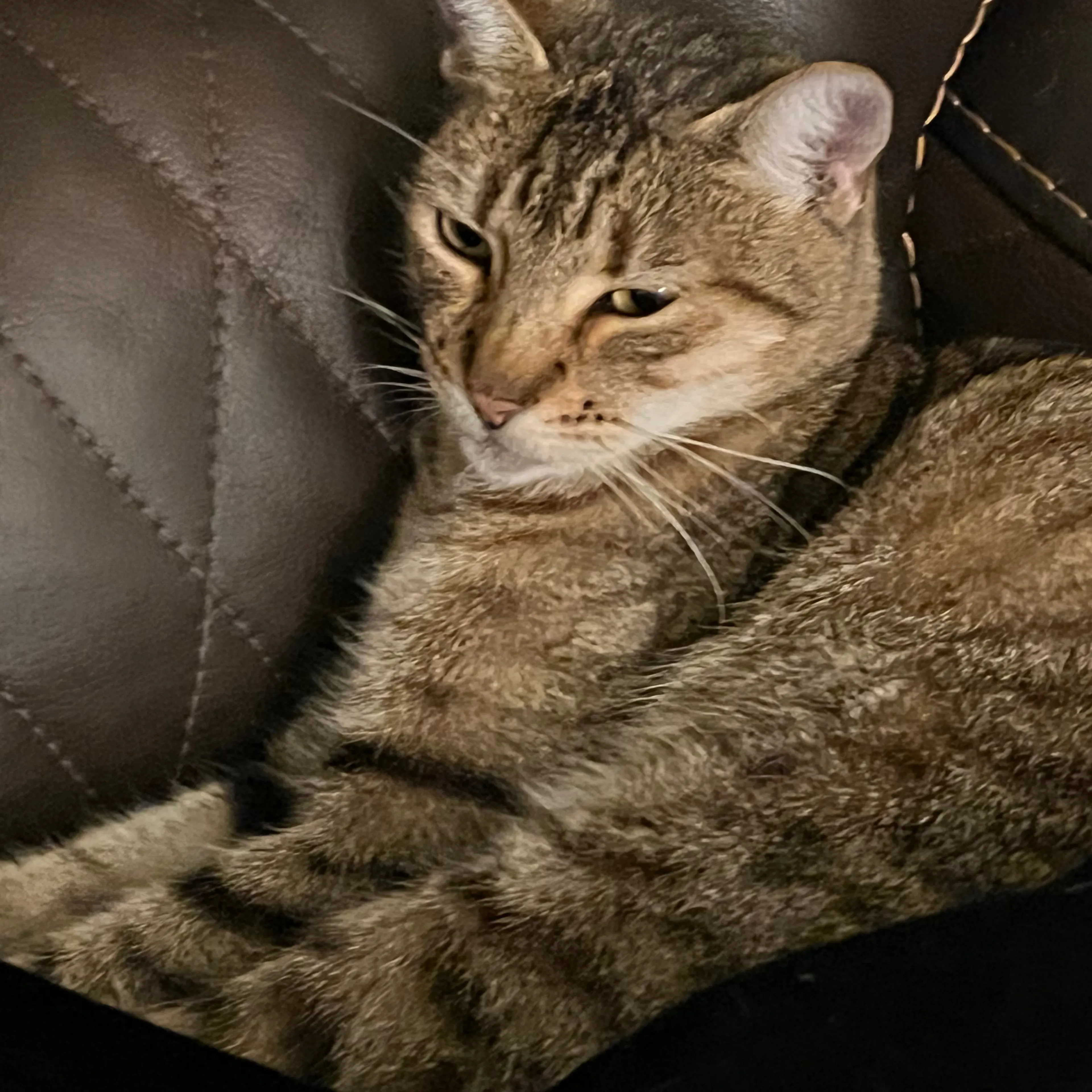 Lost pet-1