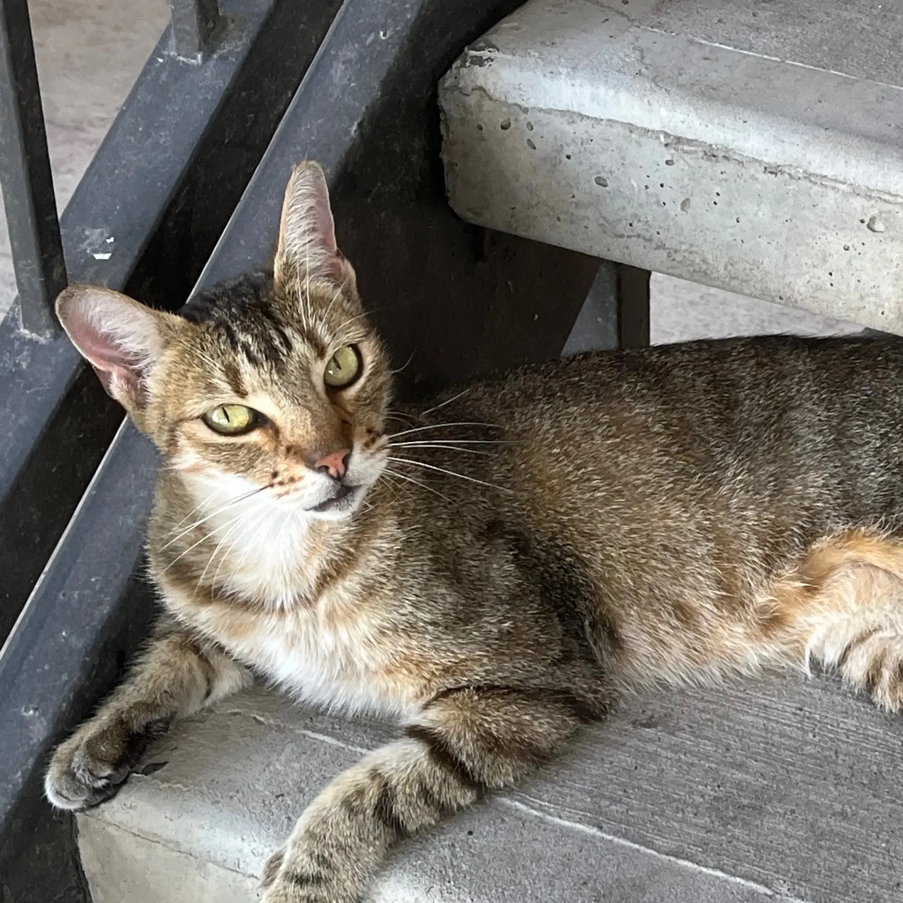 Lost pet-2