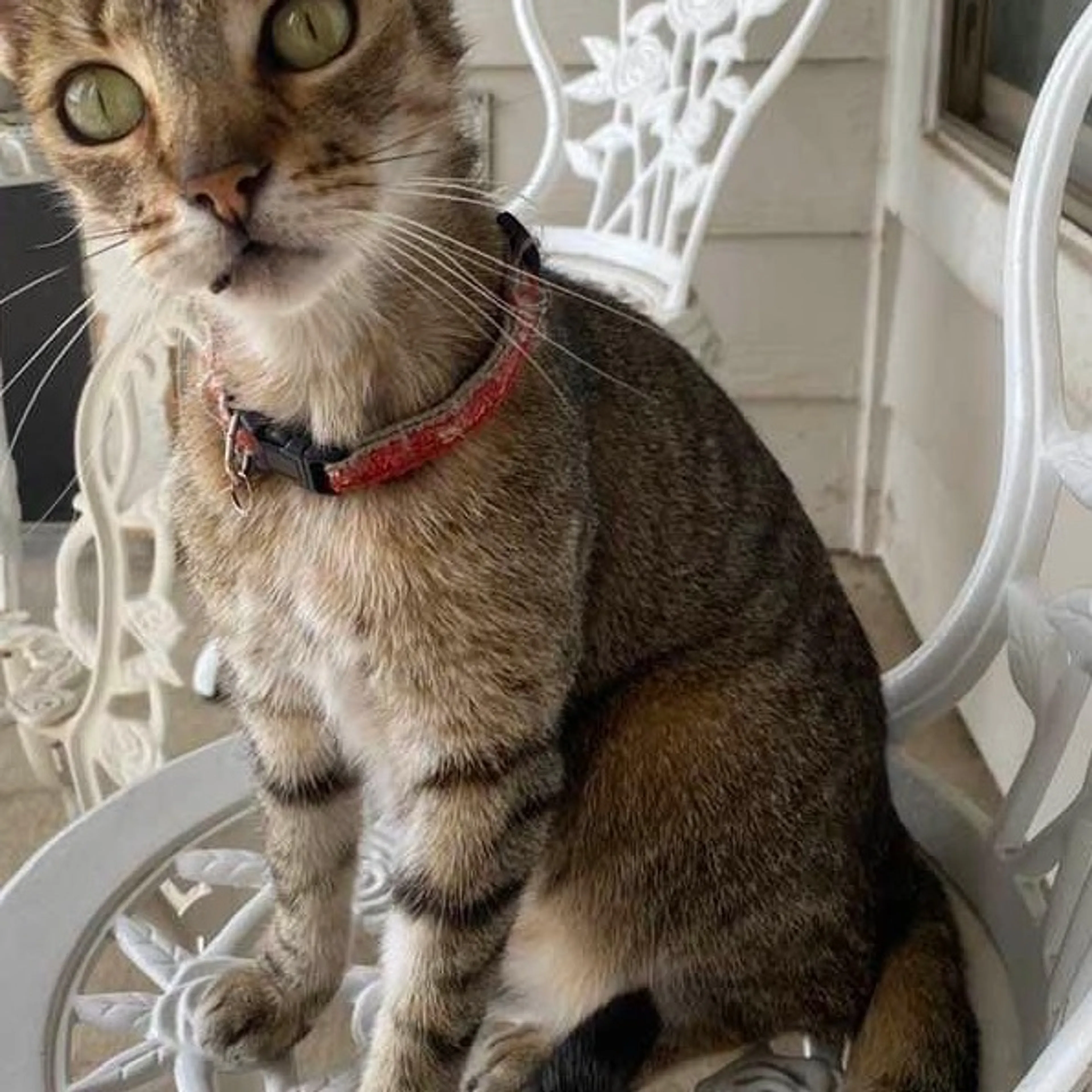 Lost pet-0