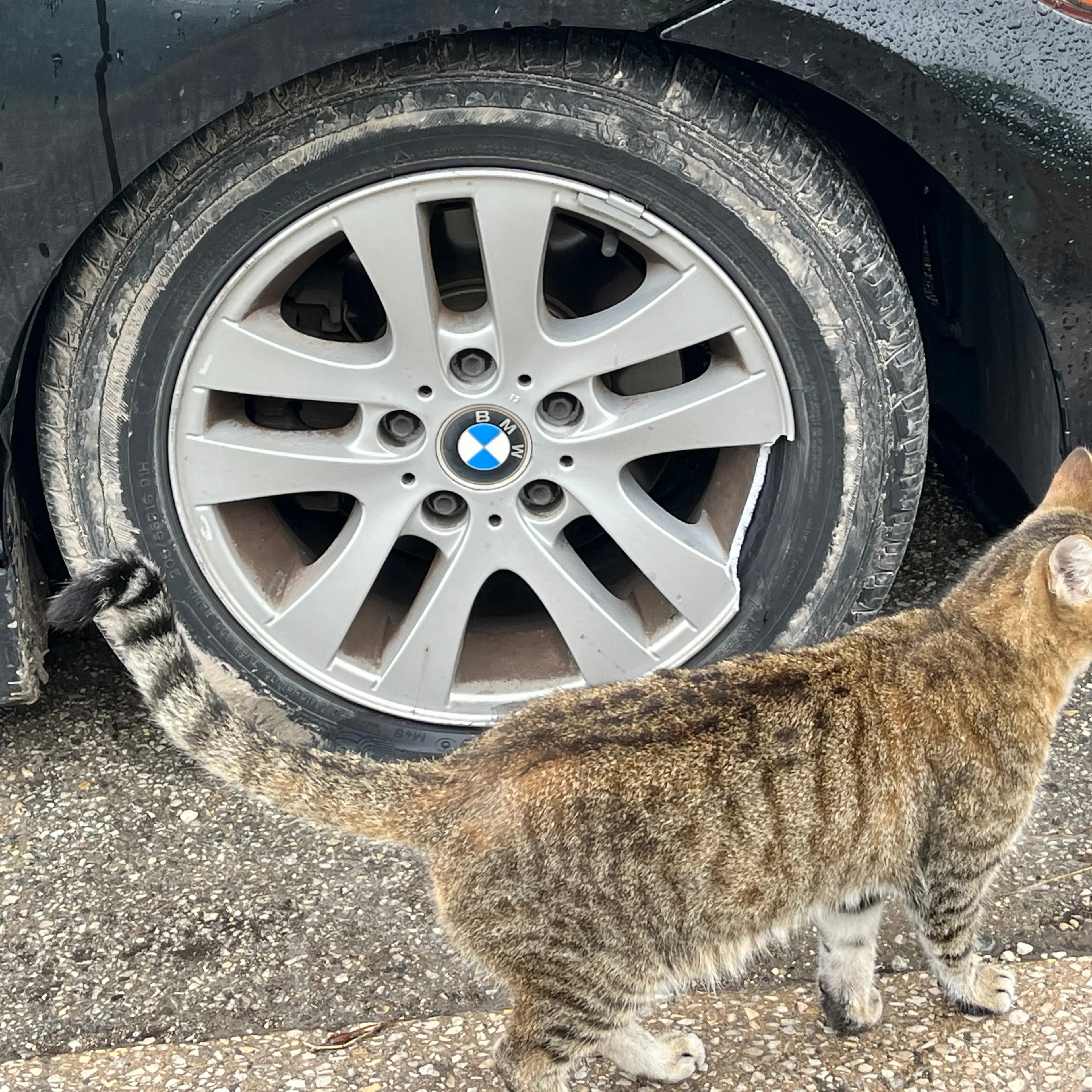Lost pet-3