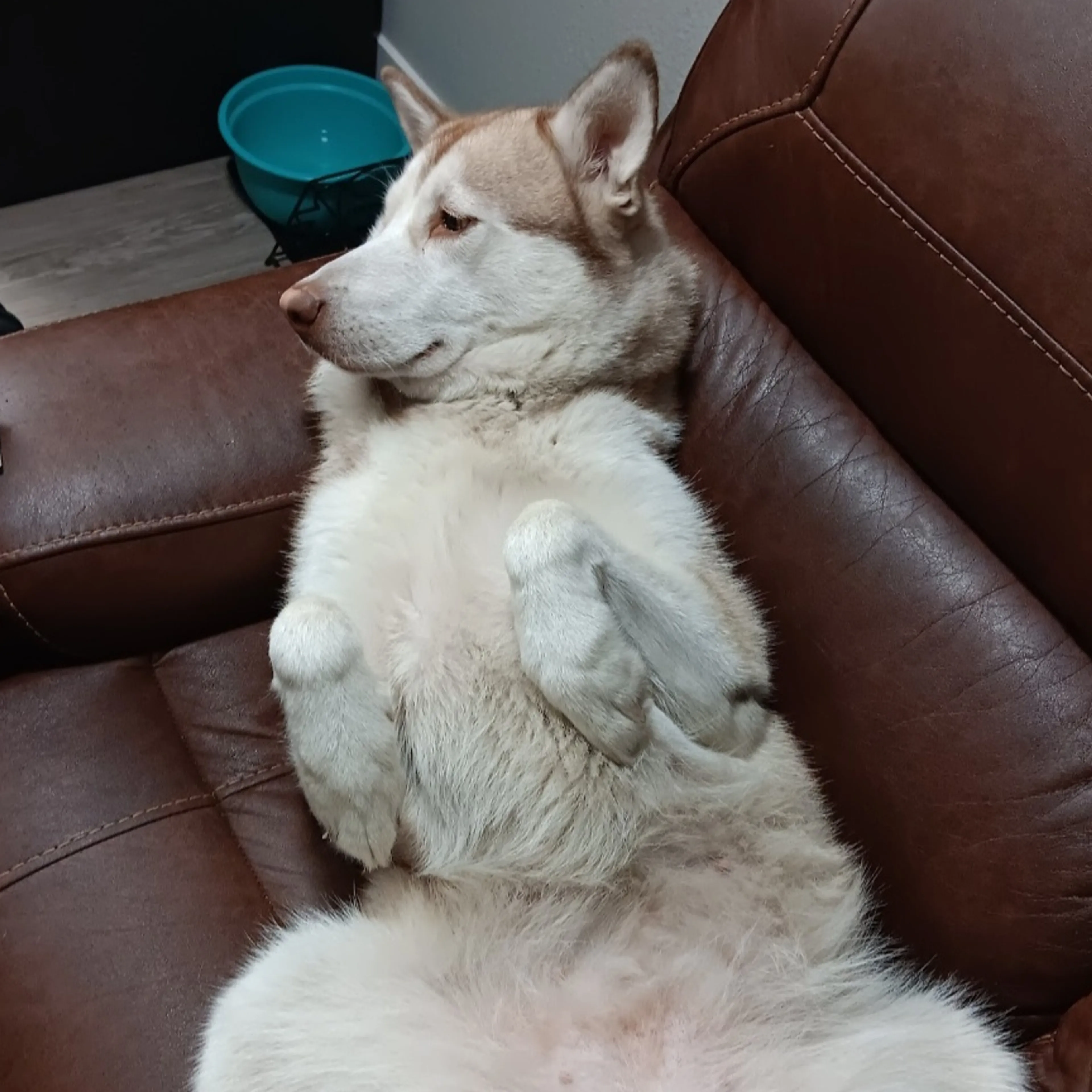 Lost pet-2