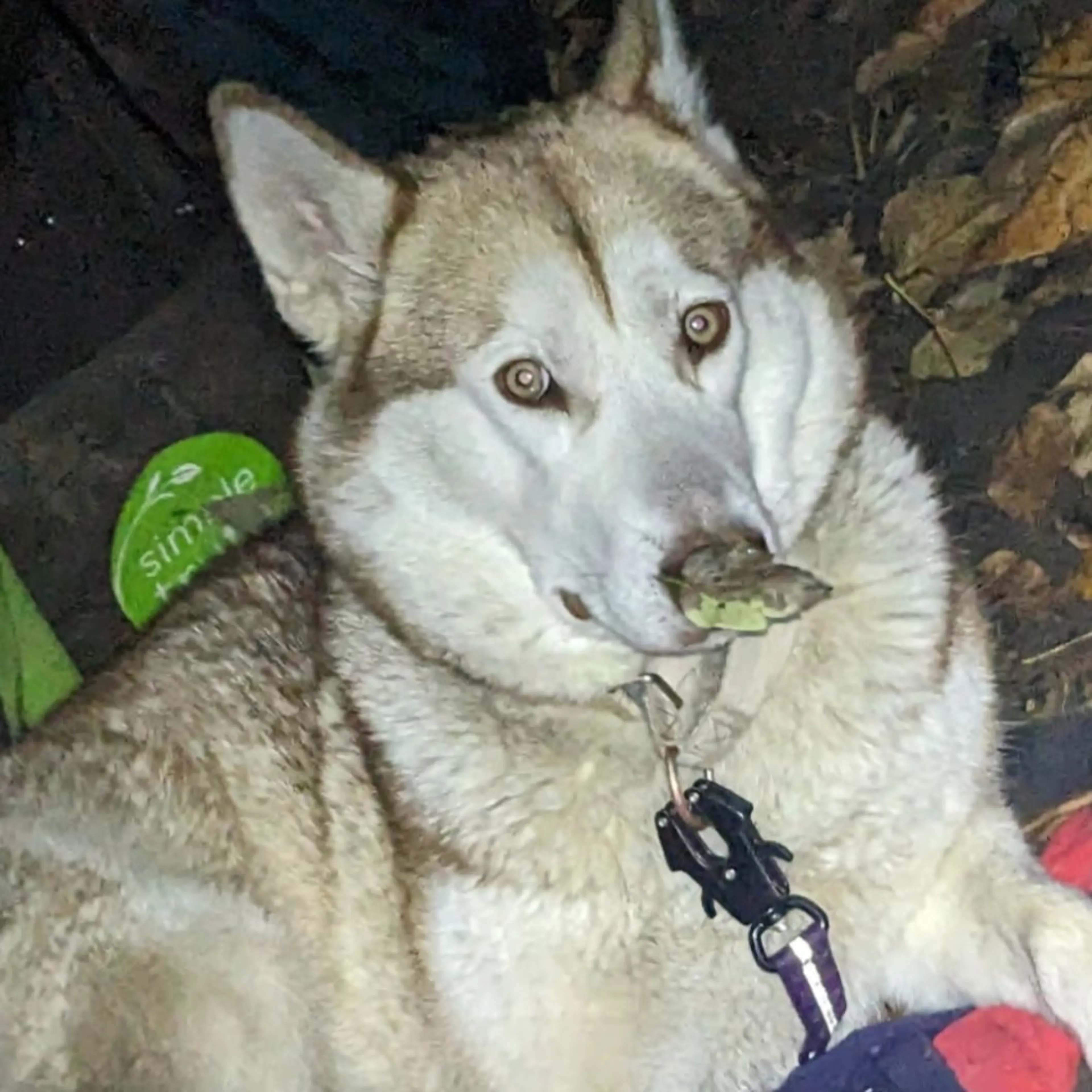 Lost pet-0
