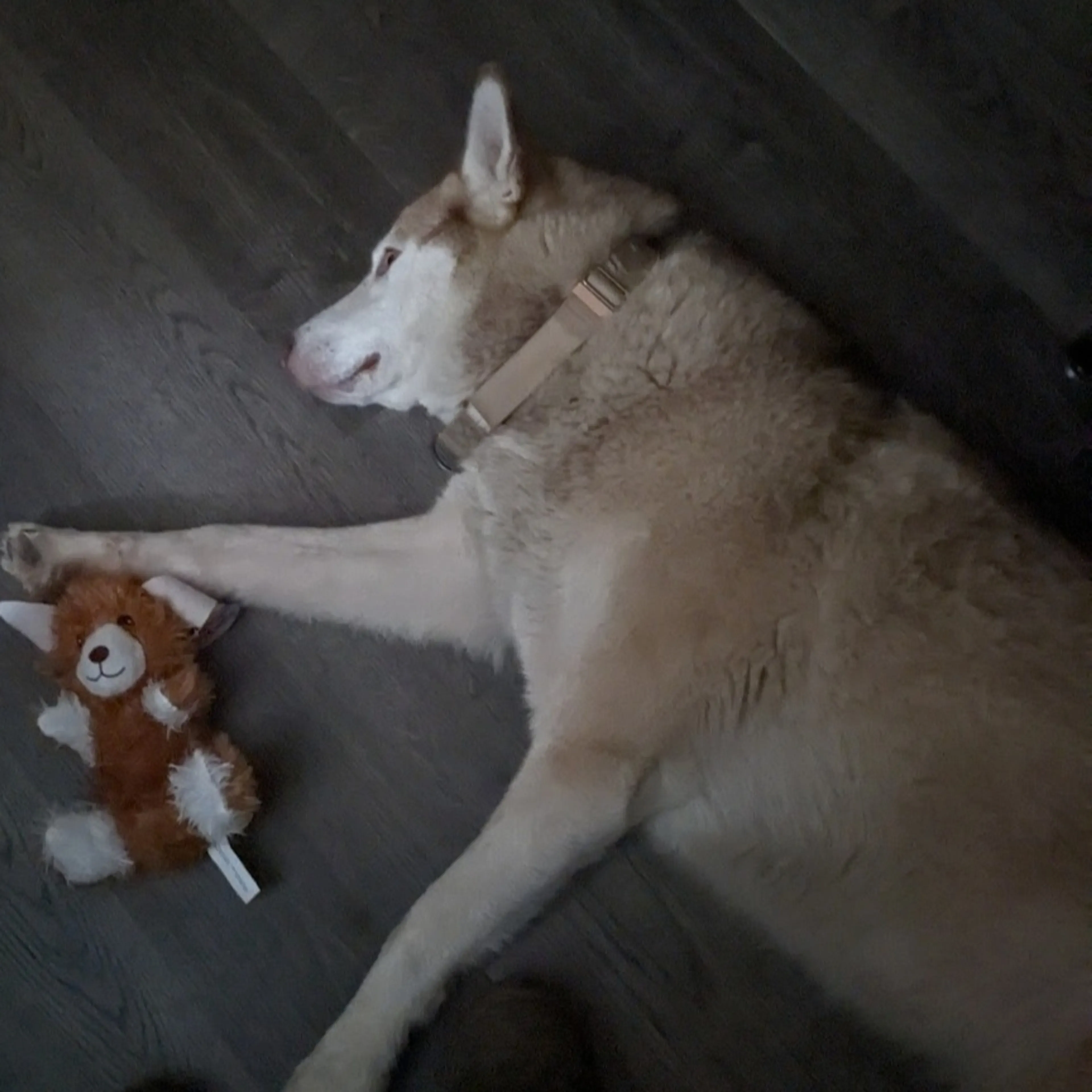 Lost pet-1