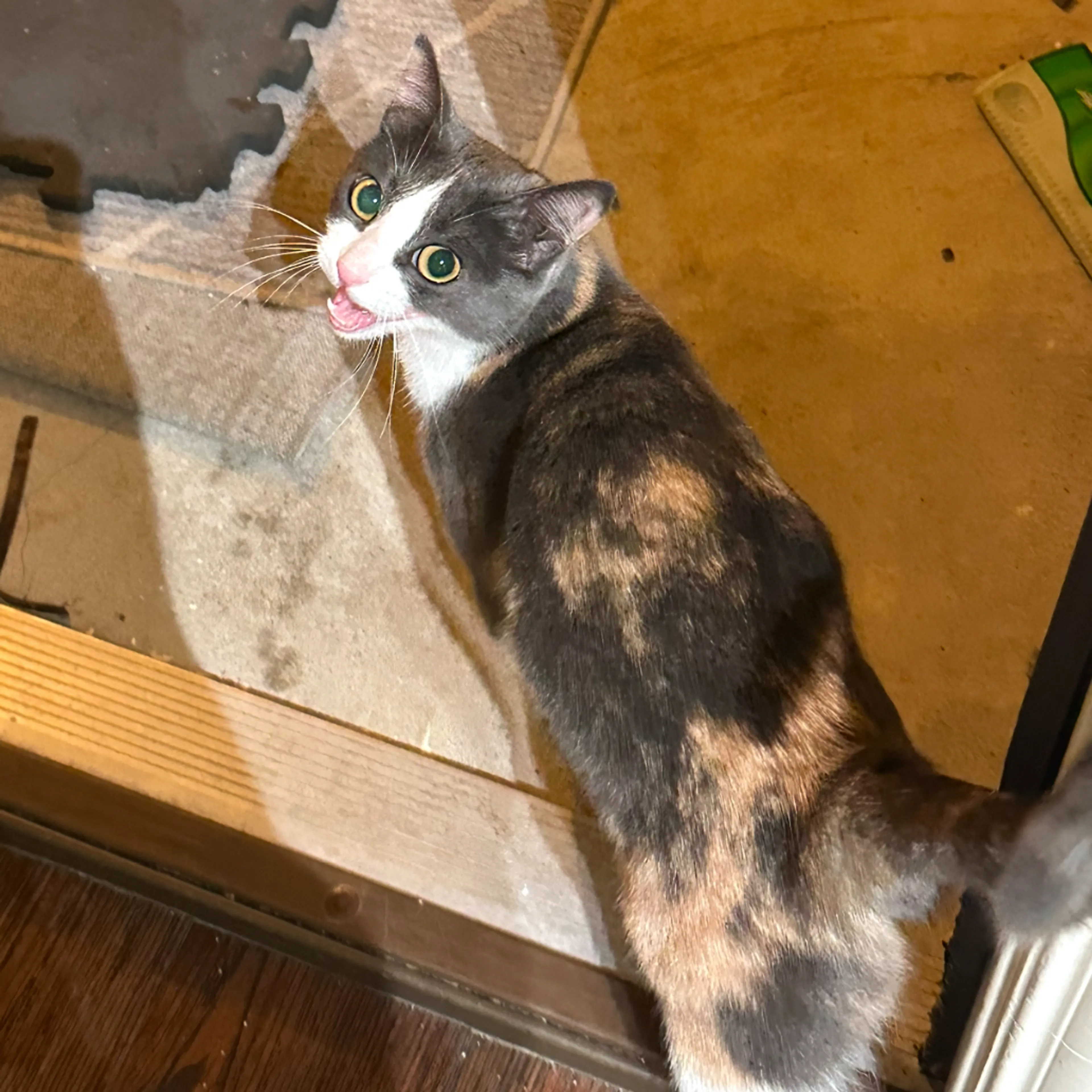 Lost pet-0