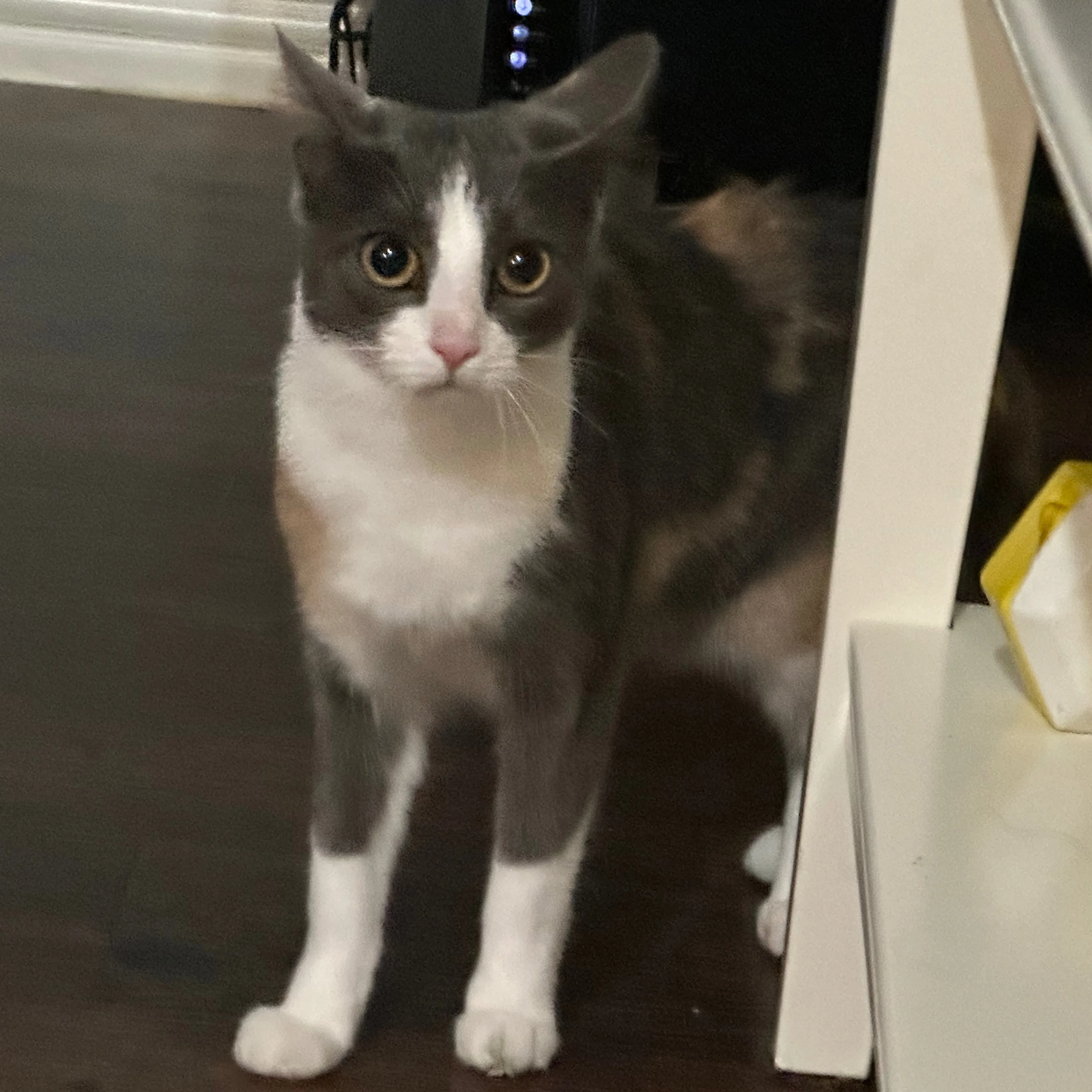 Lost pet-2