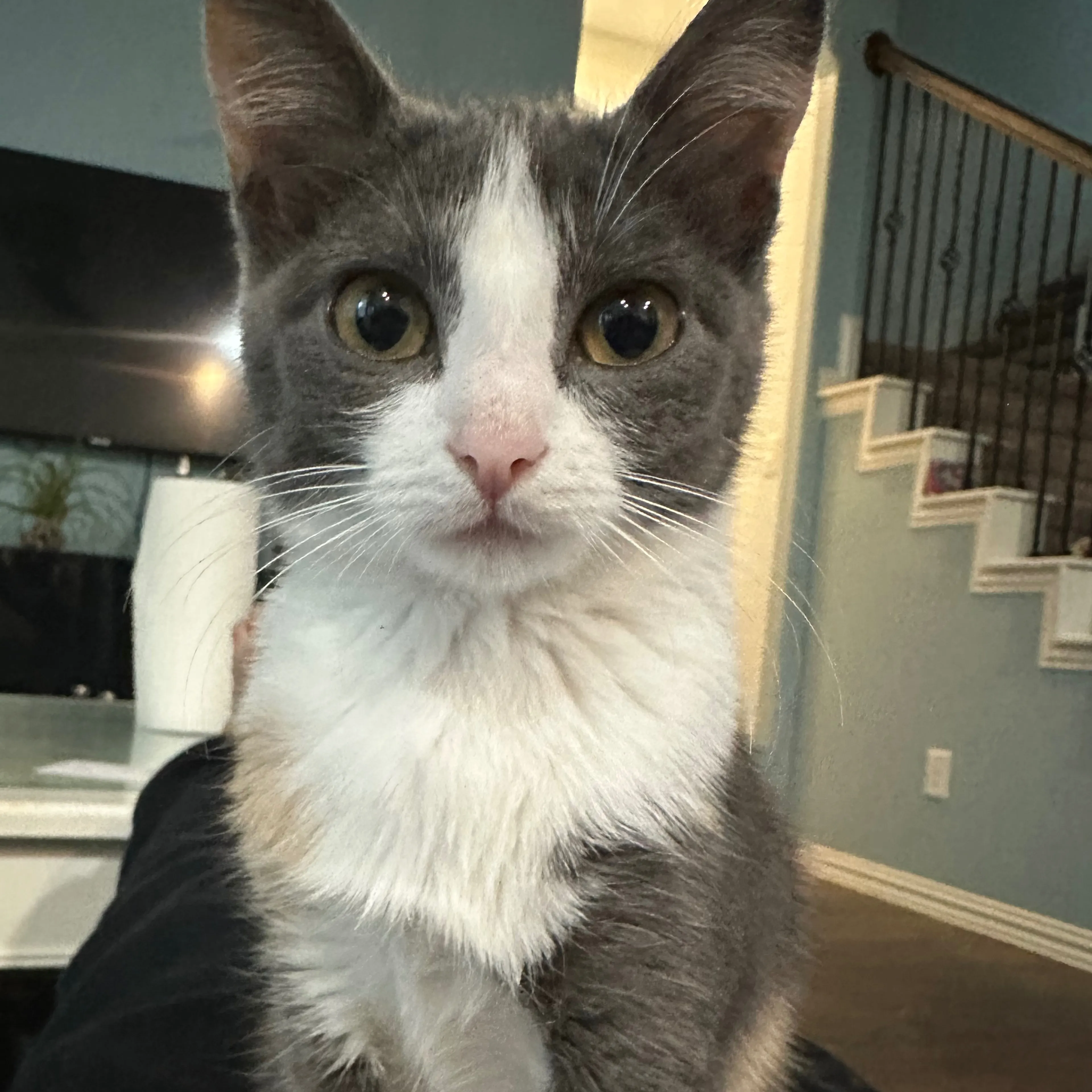 Lost pet-3