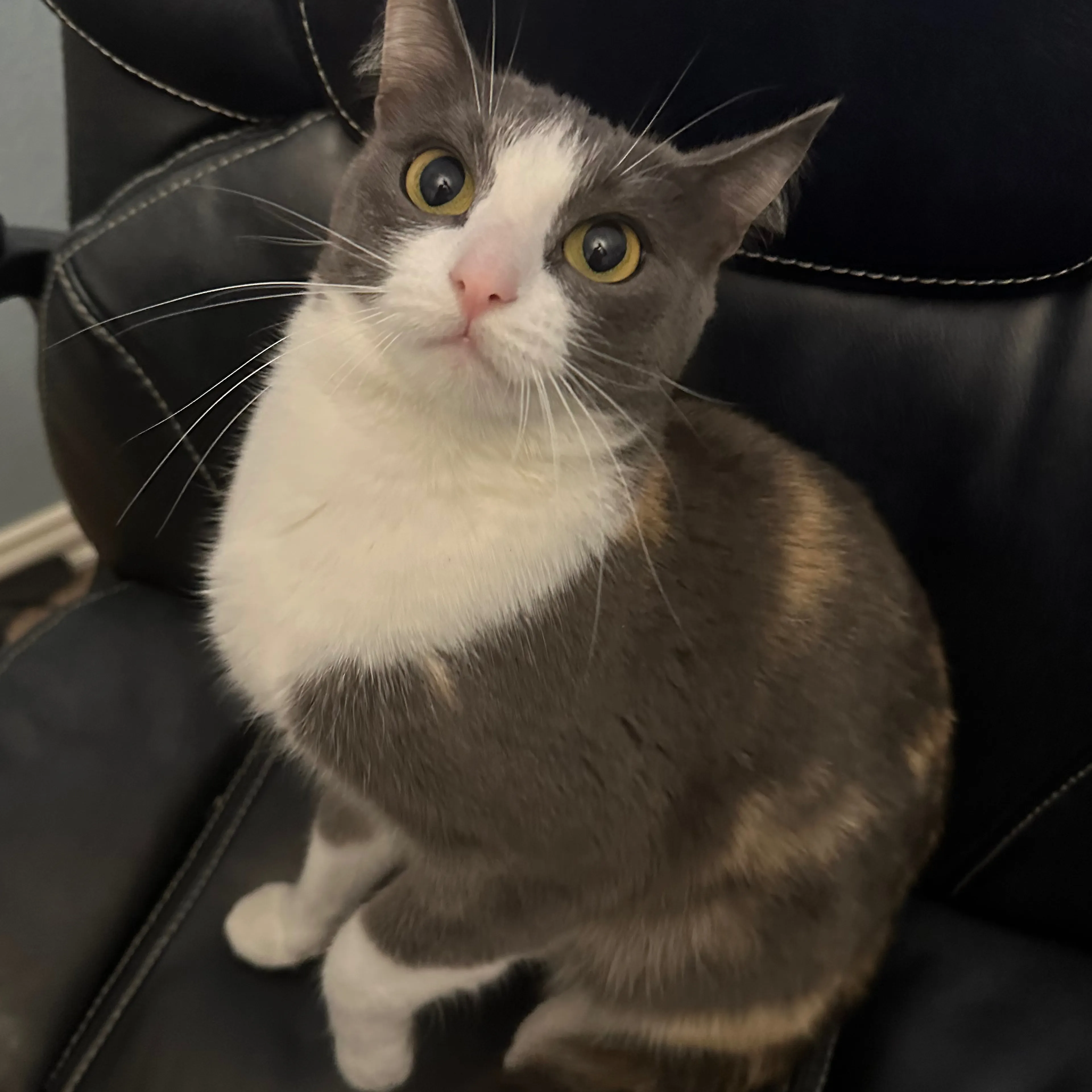 Lost pet-1