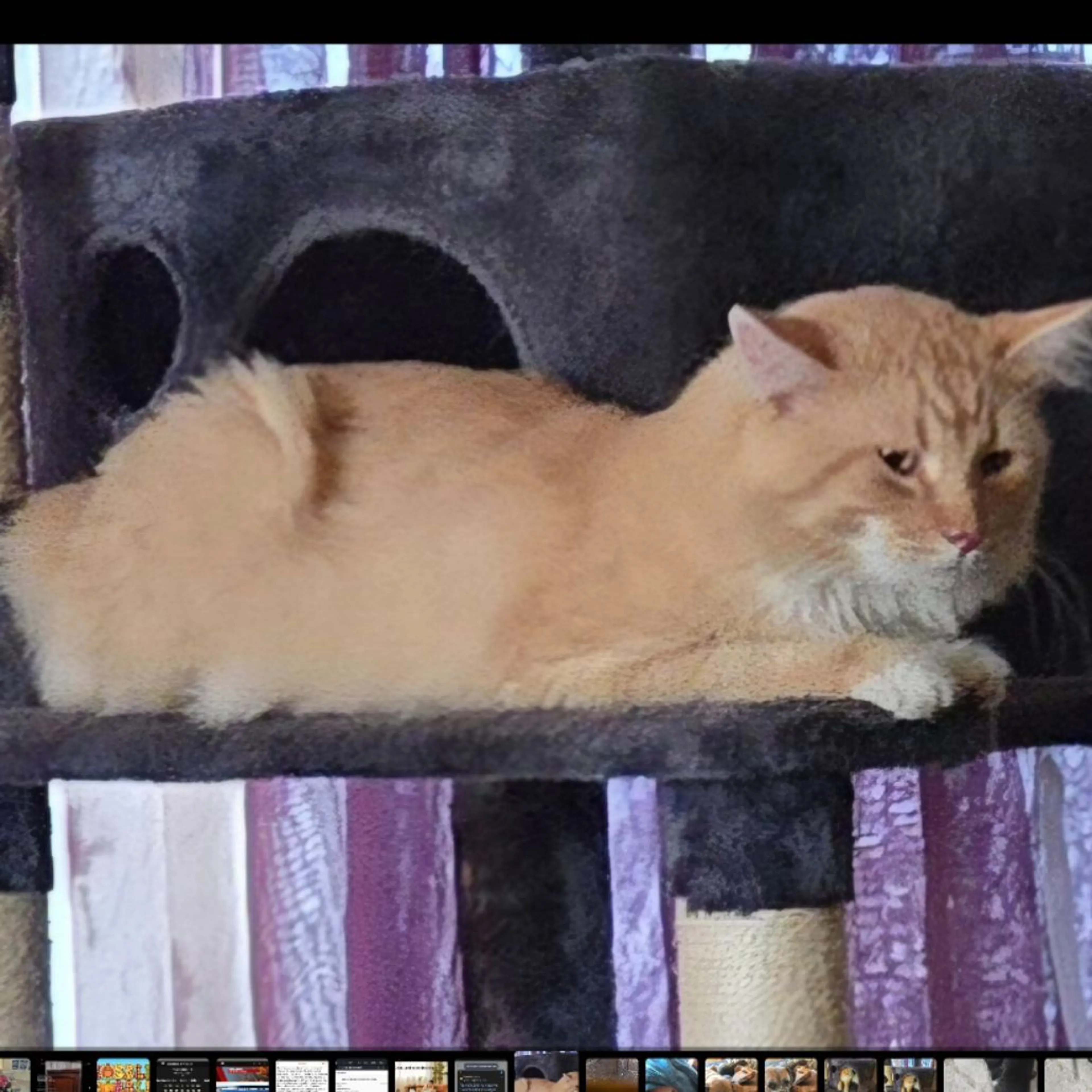 Lost pet