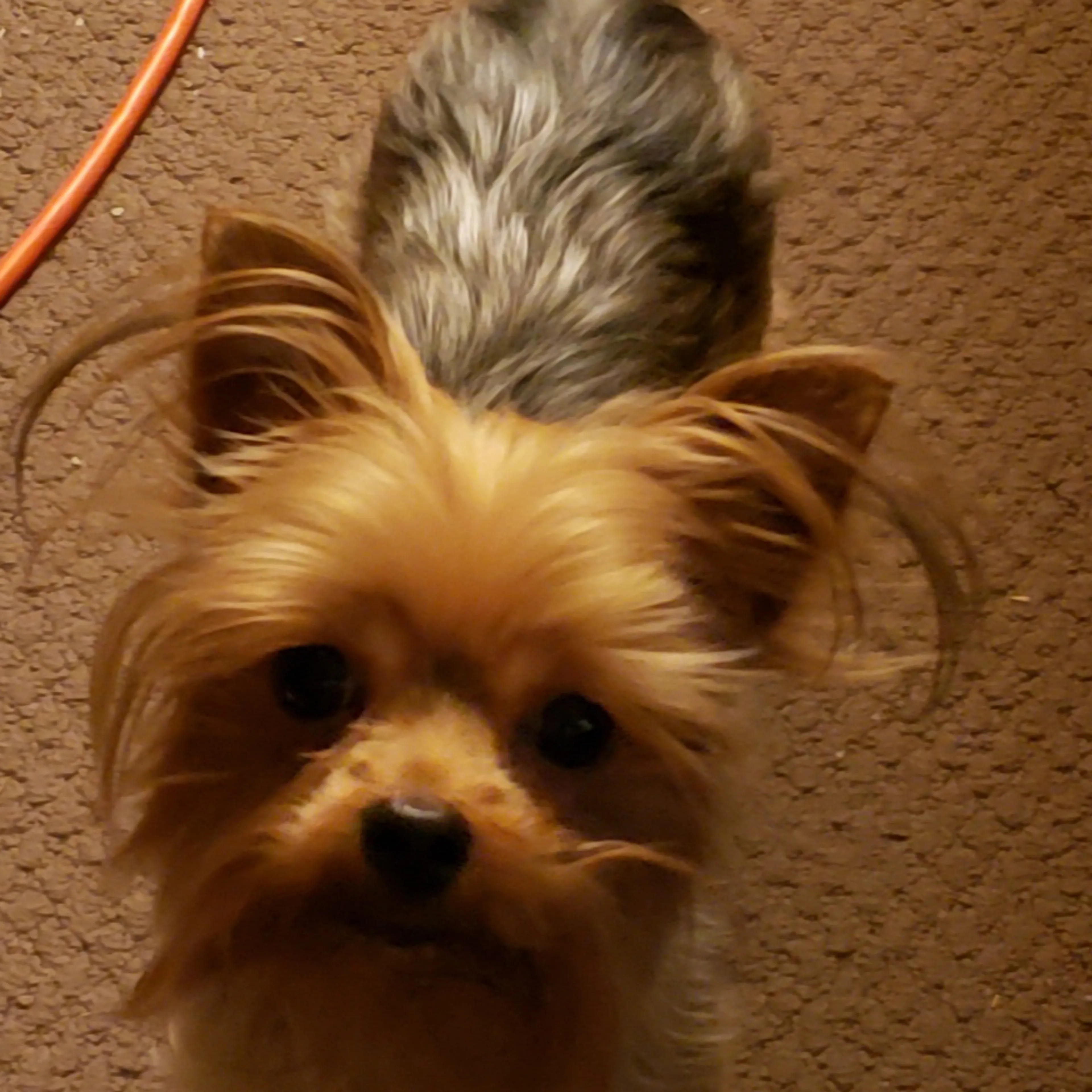 Lost pet-1