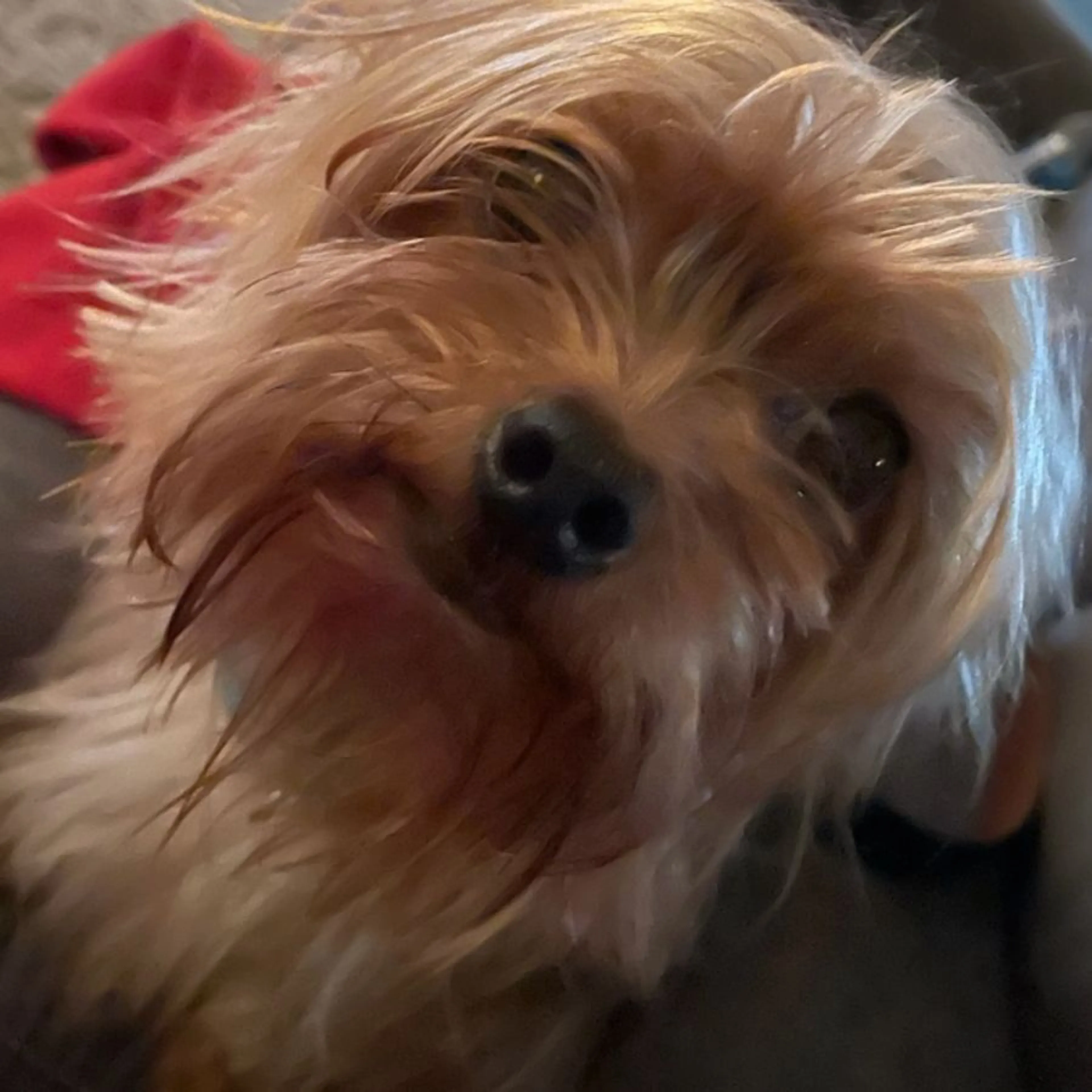 Lost pet-0