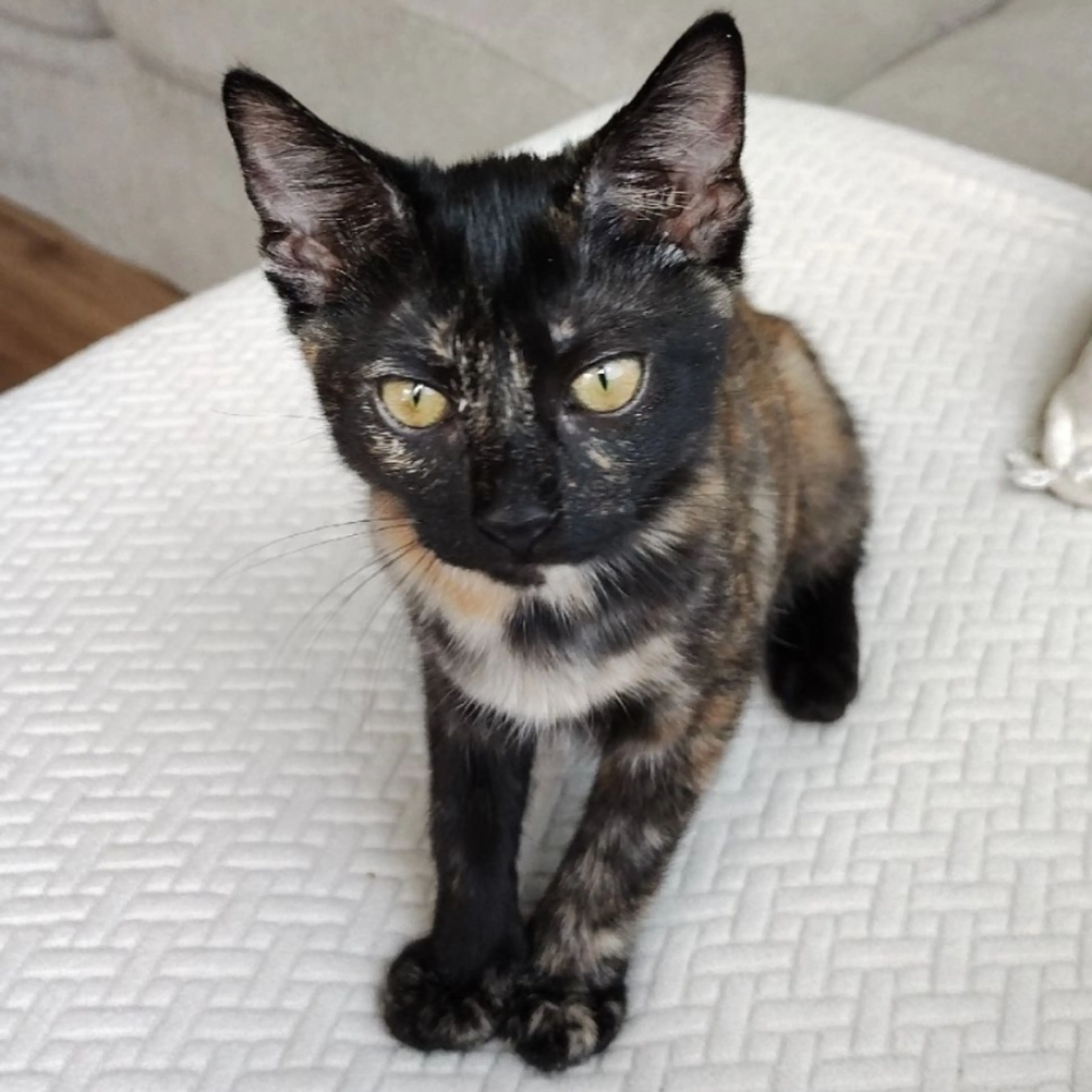 Lost pet