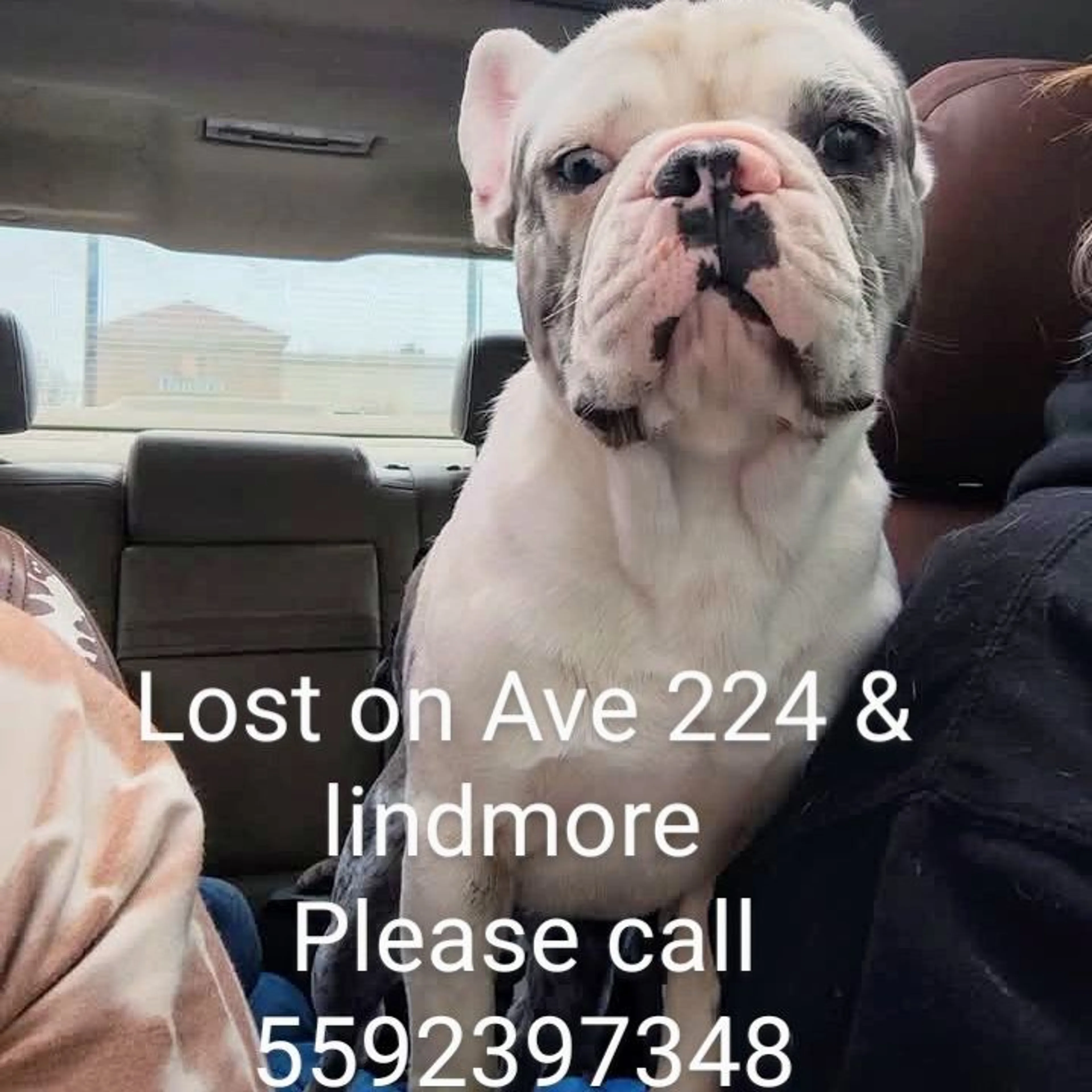 Lost pet