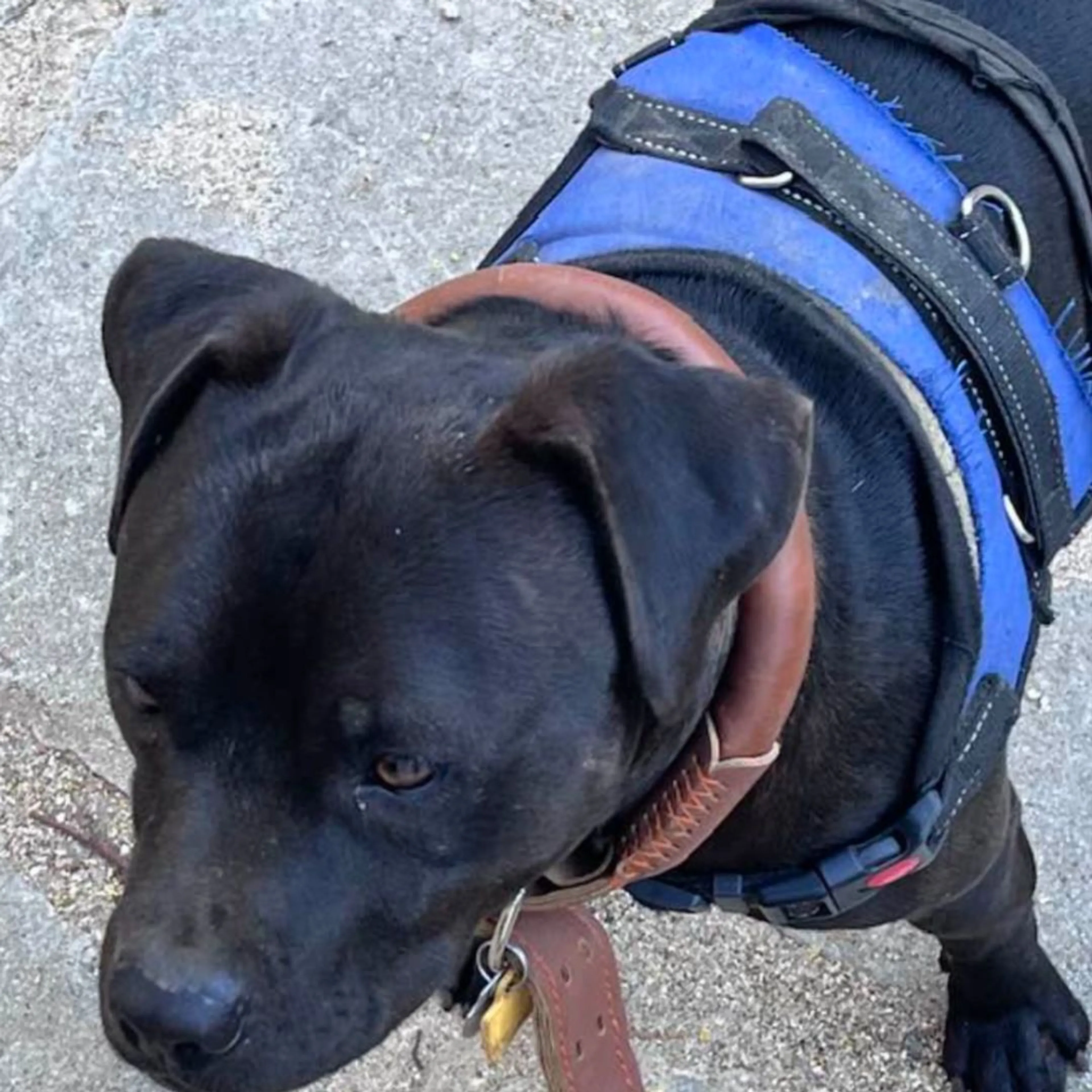 Found pet