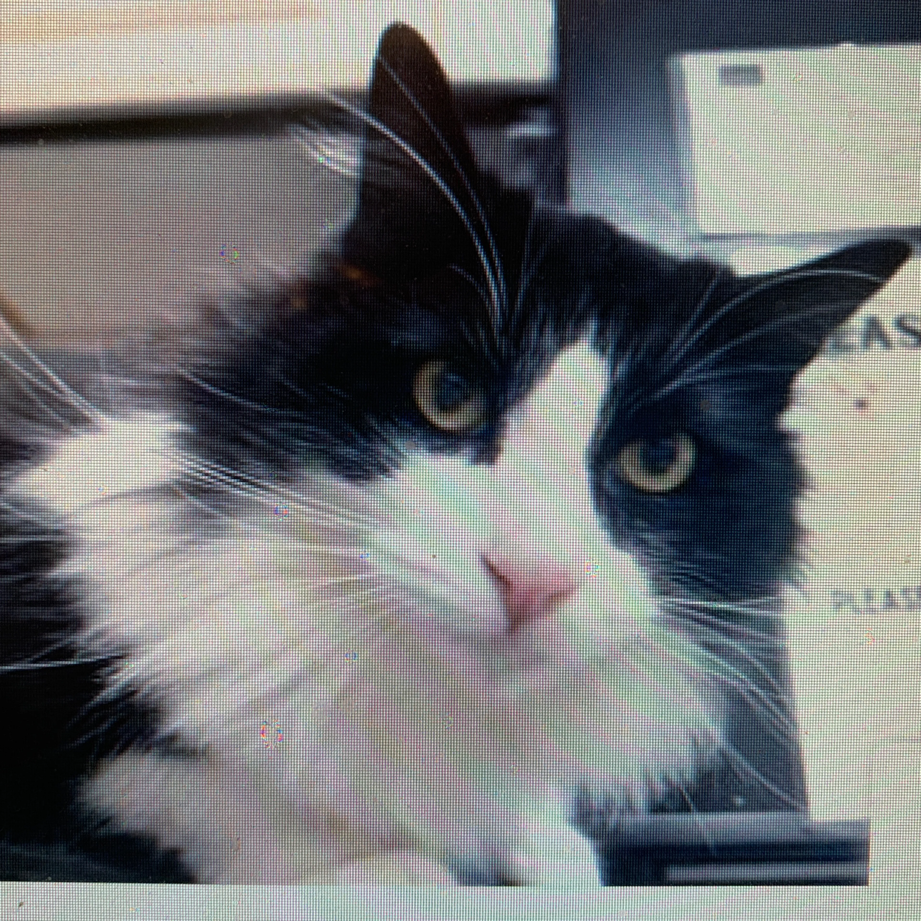 Found pet-1