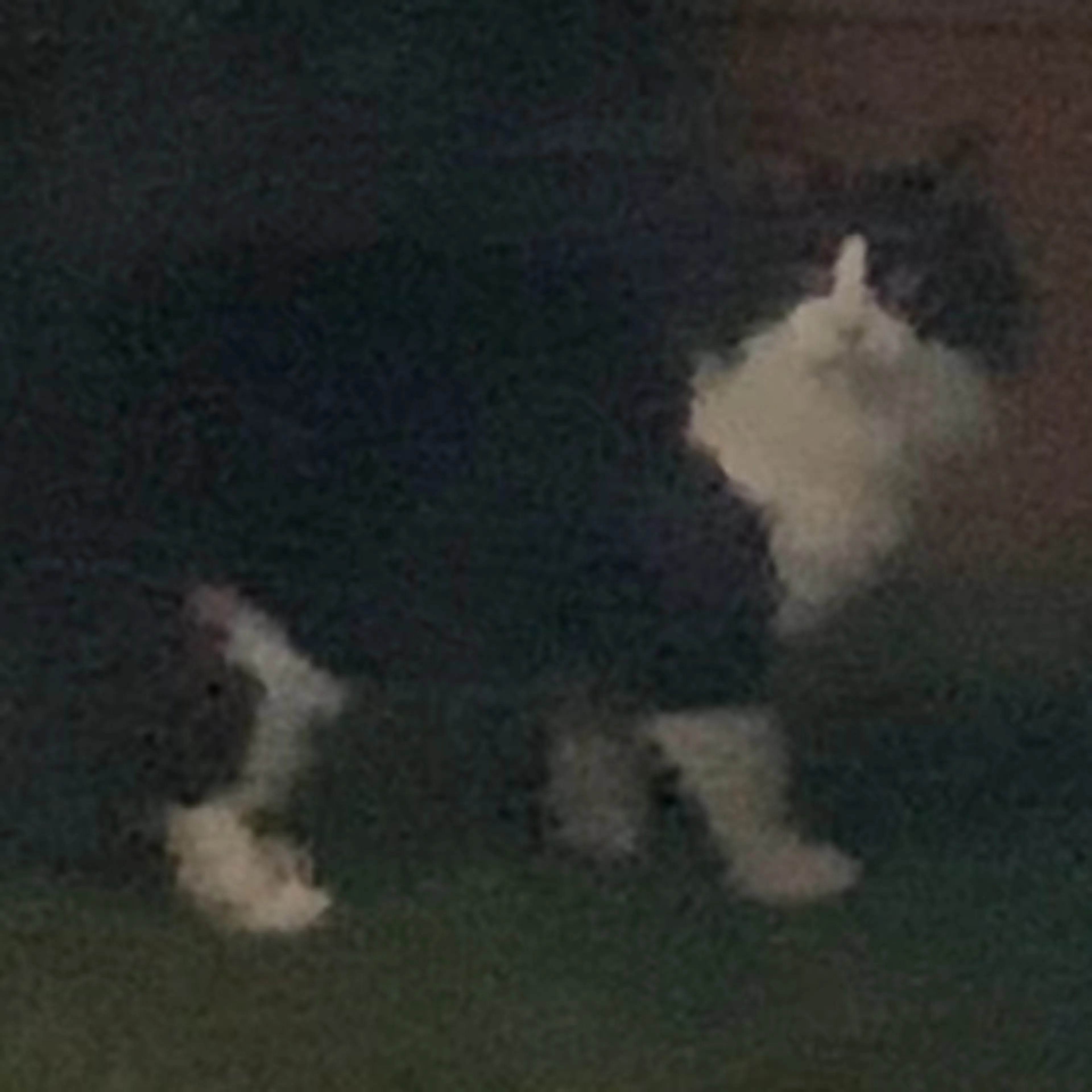 Found pet-0