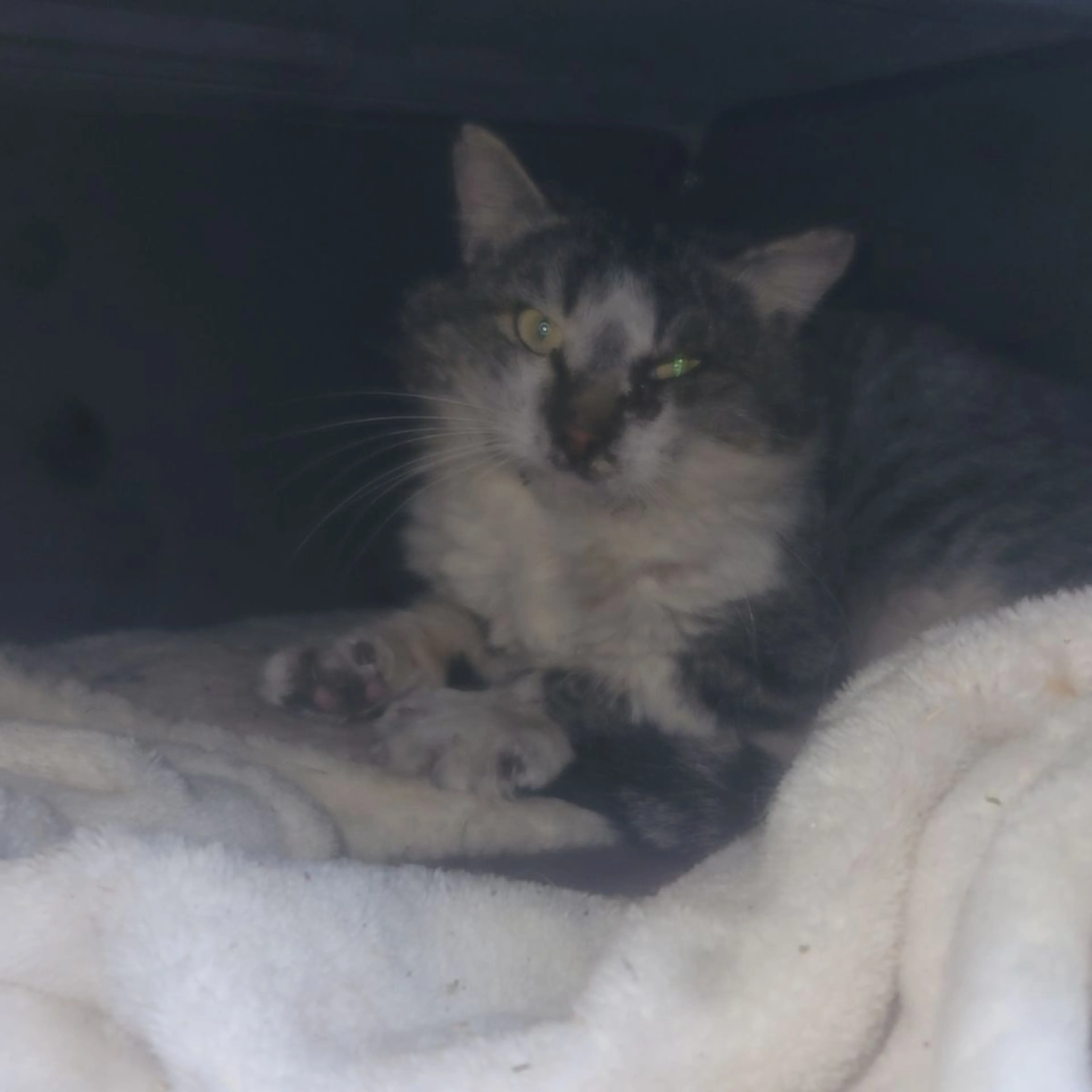 Found pet