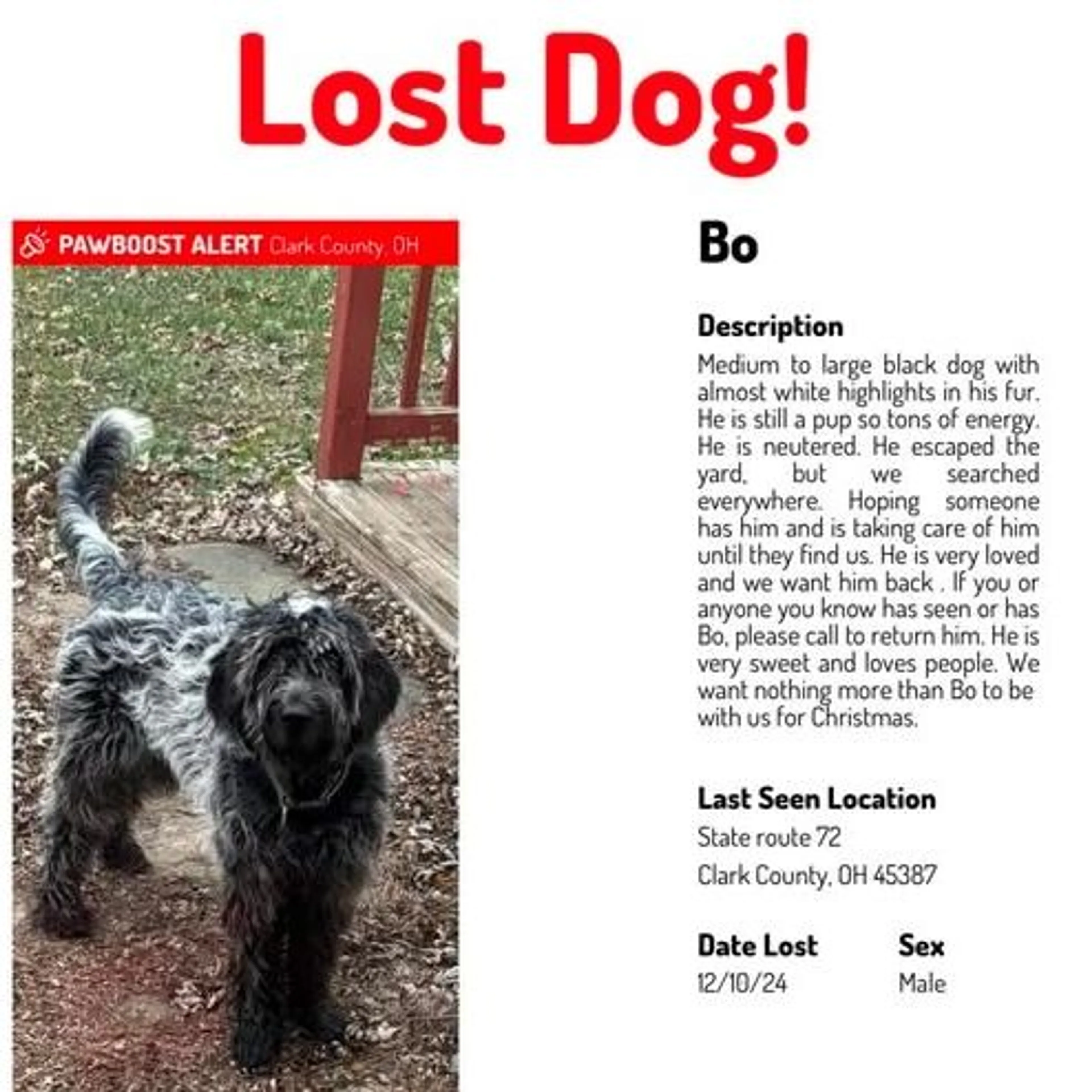 Lost pet
