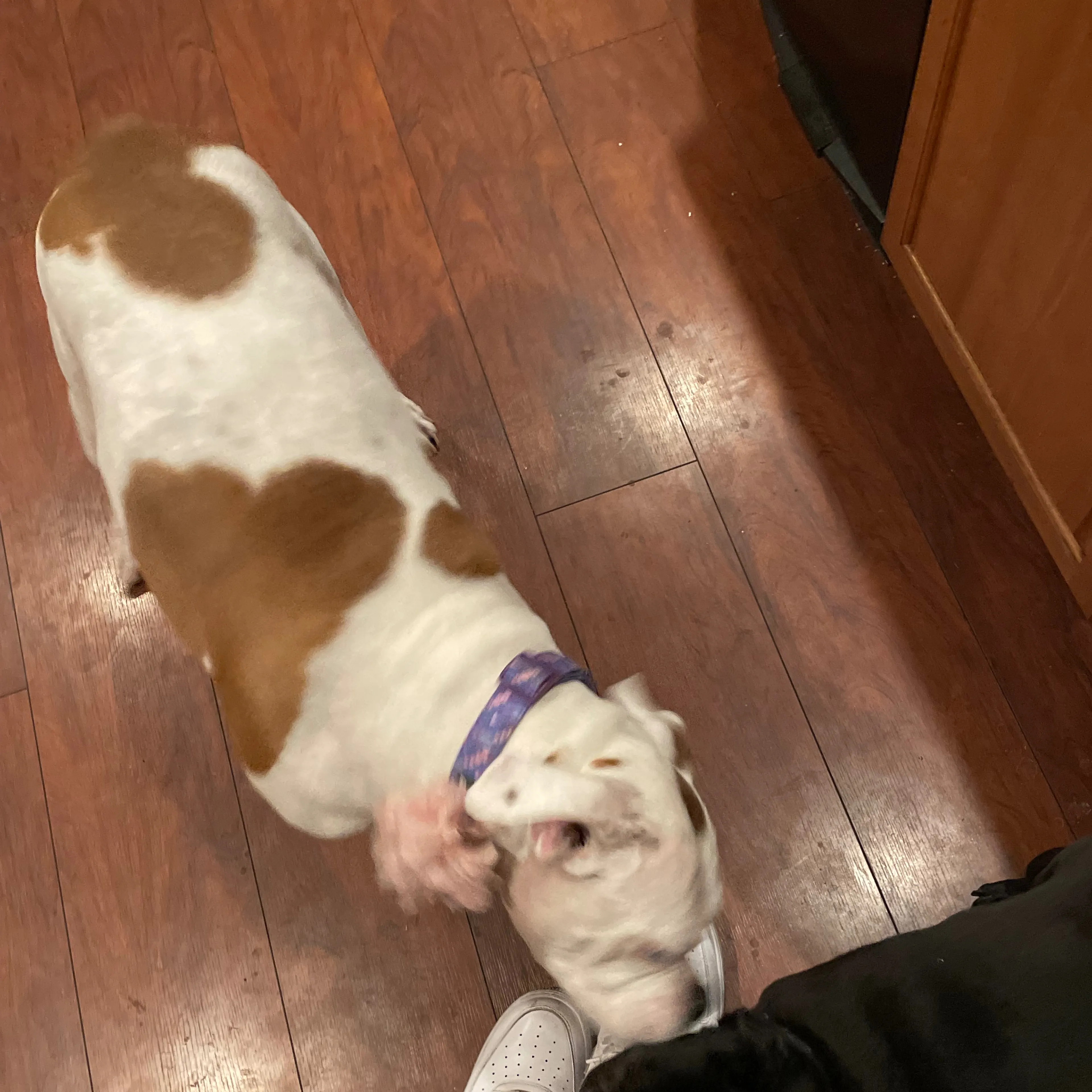 Lost pet-1