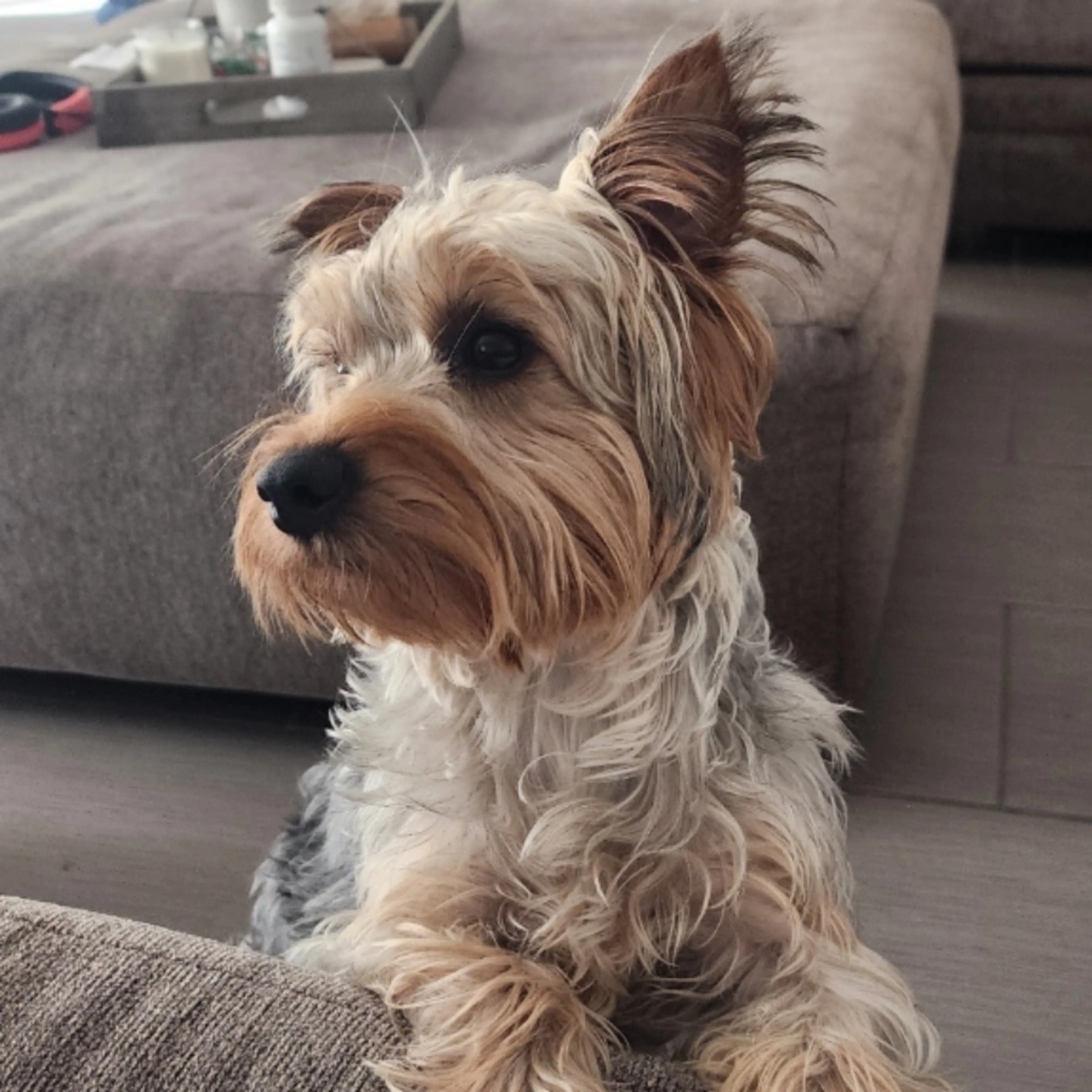 Lost pet