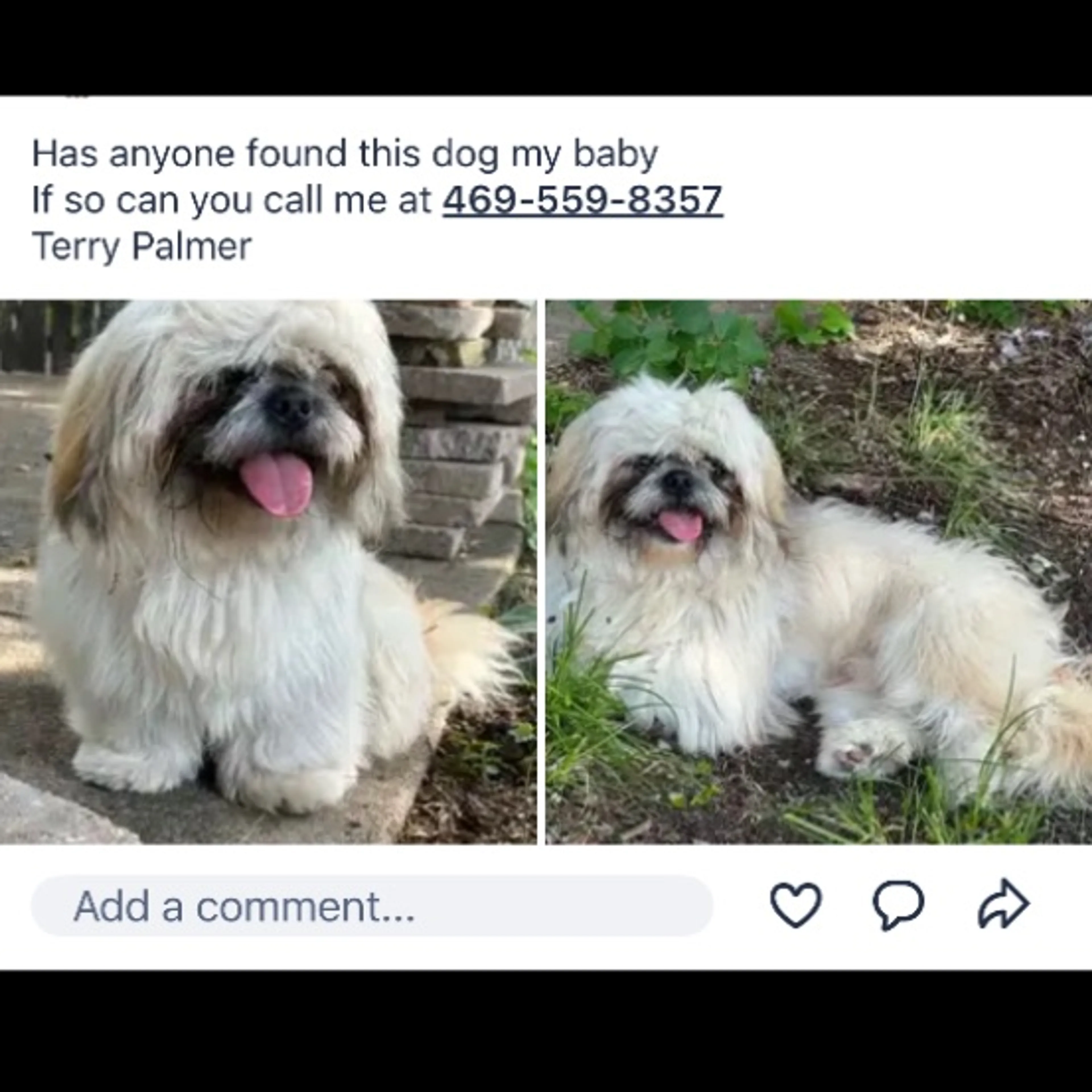 Lost pet