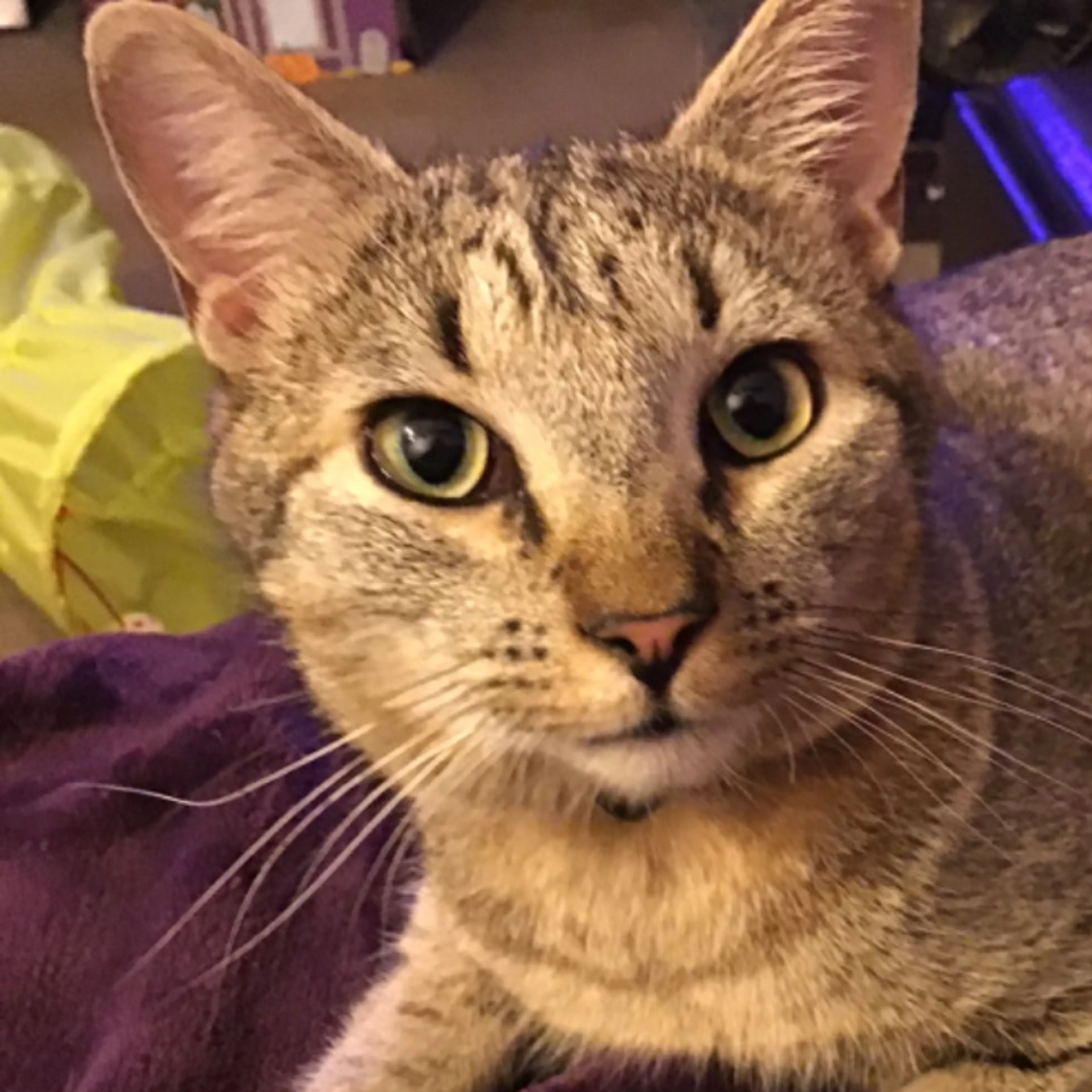 Lost pet