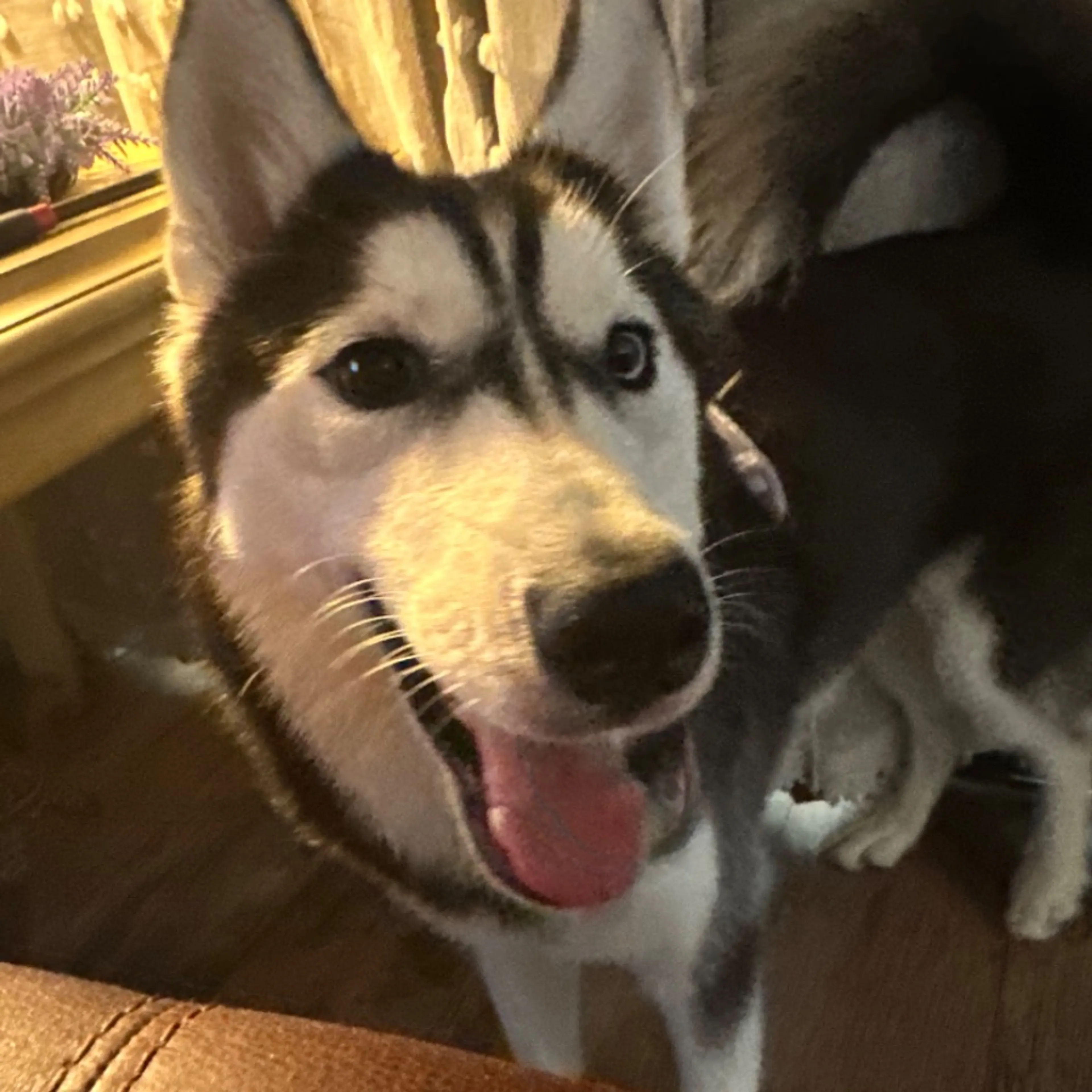 Lost pet