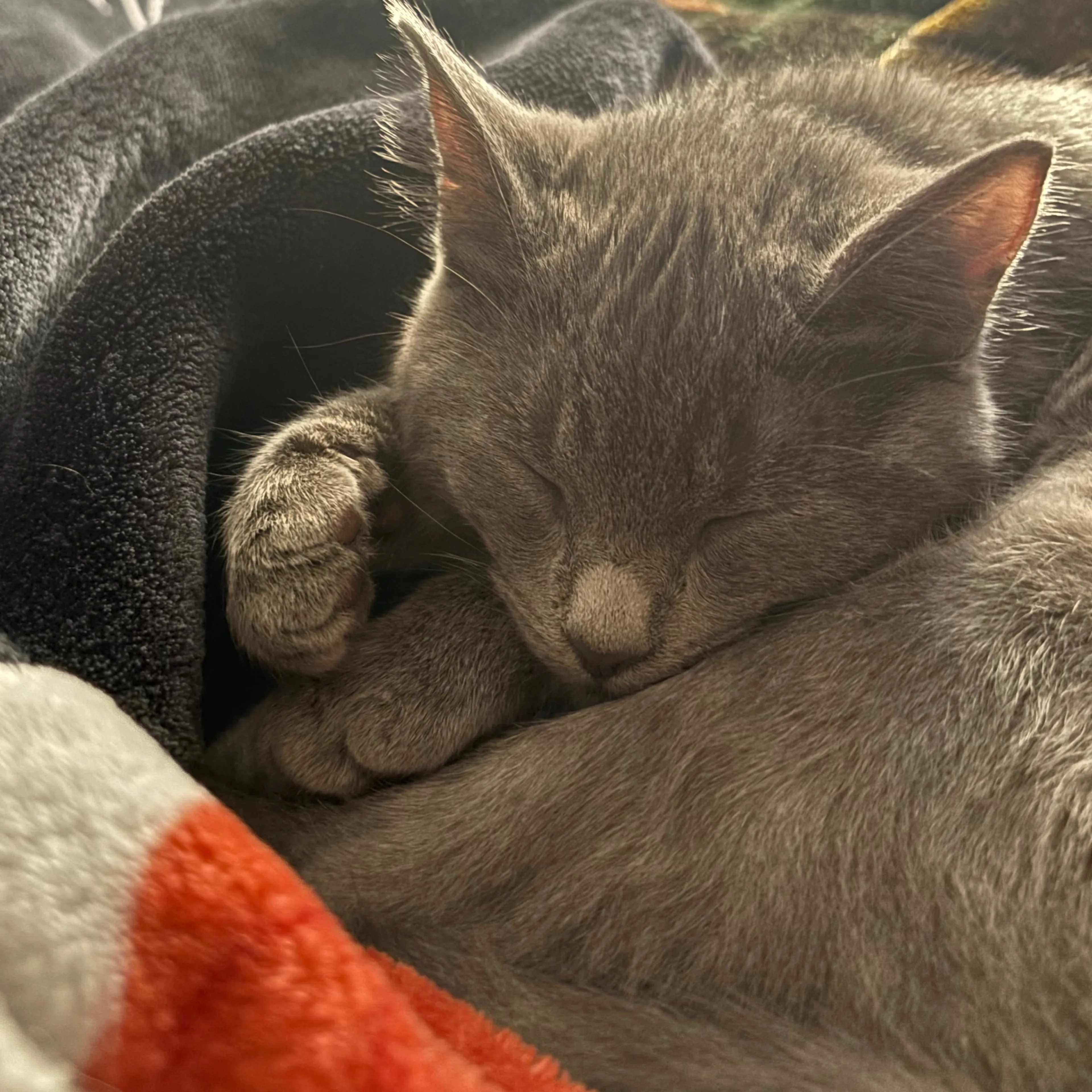 Lost pet-1