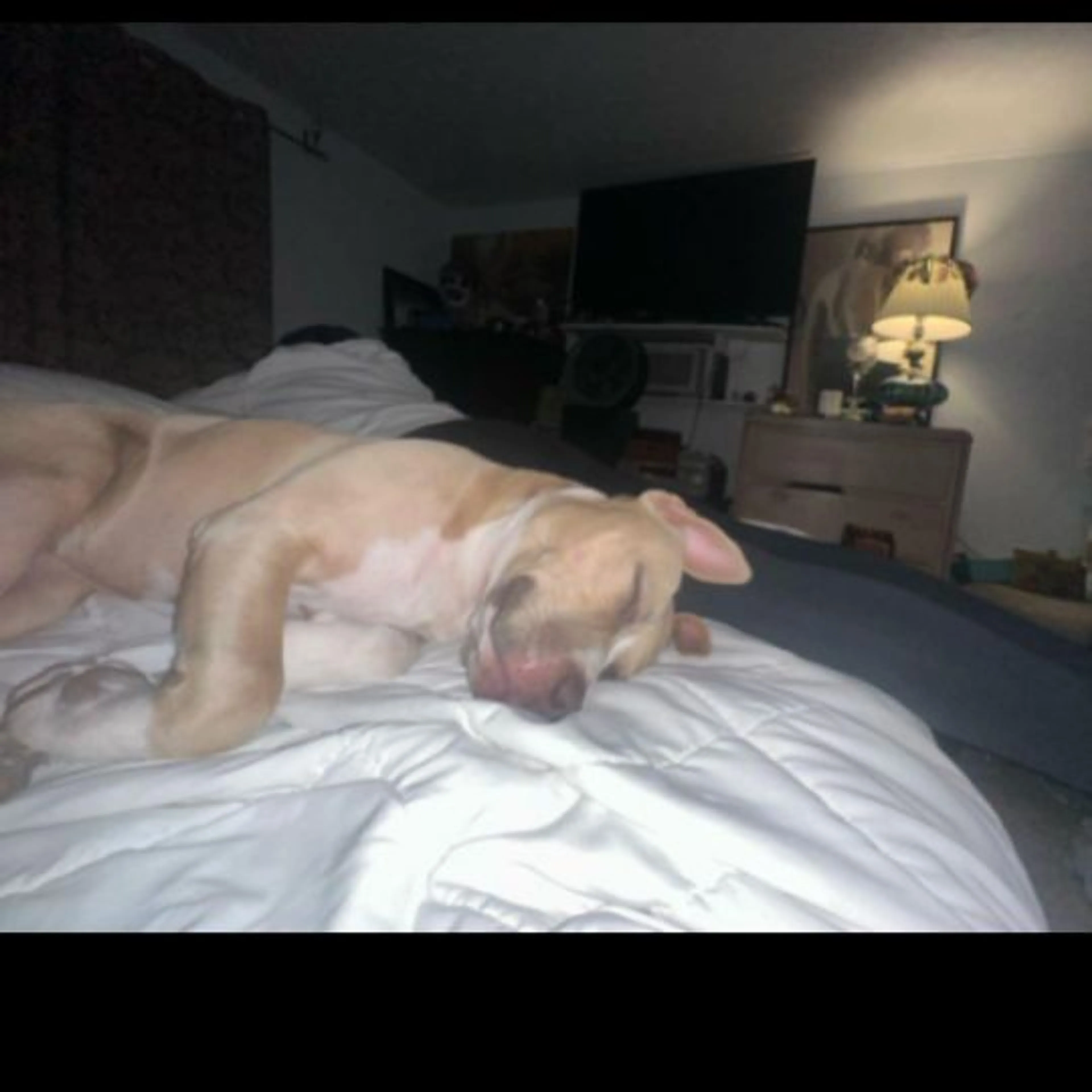 Lost pet