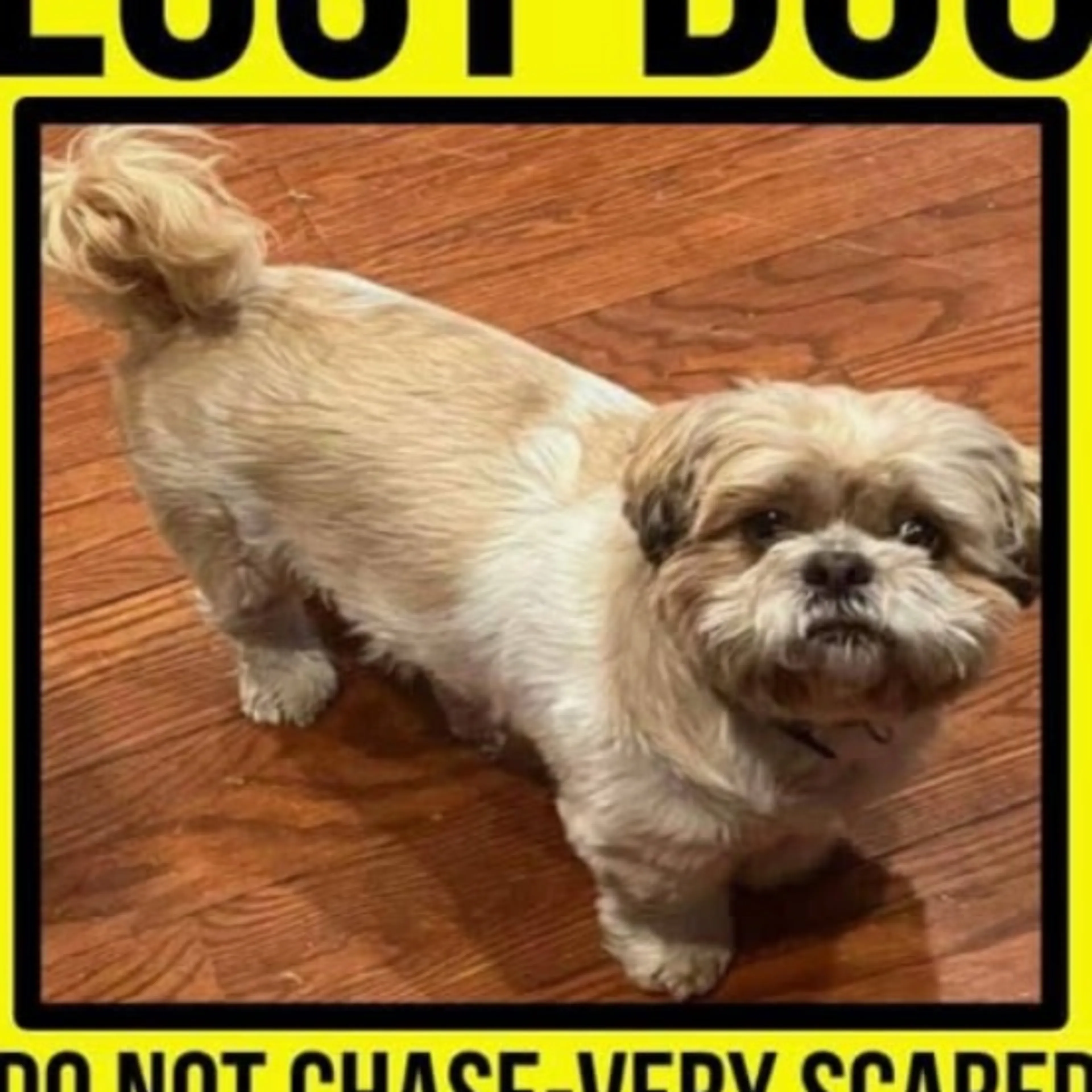 Lost pet