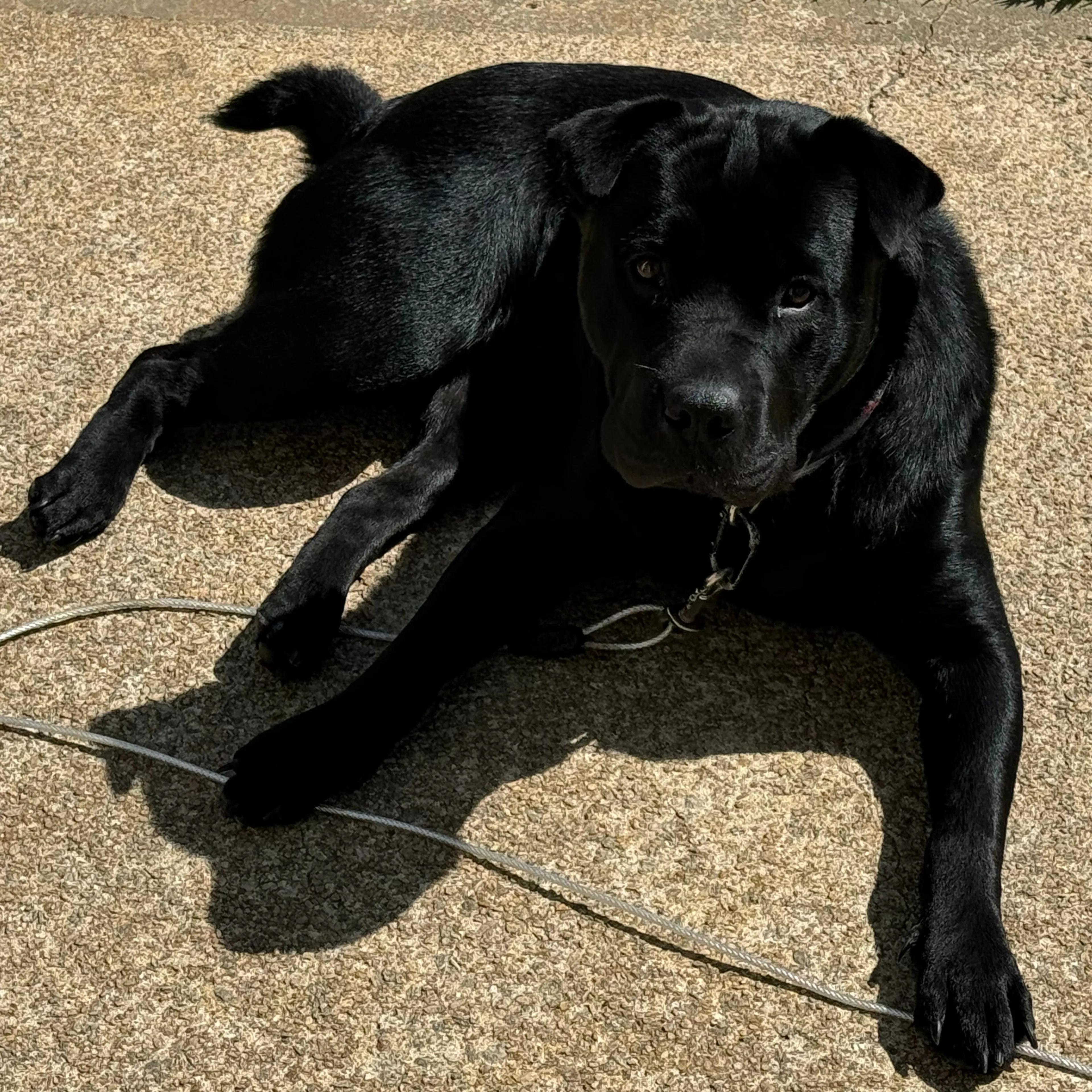 Lost pet-1