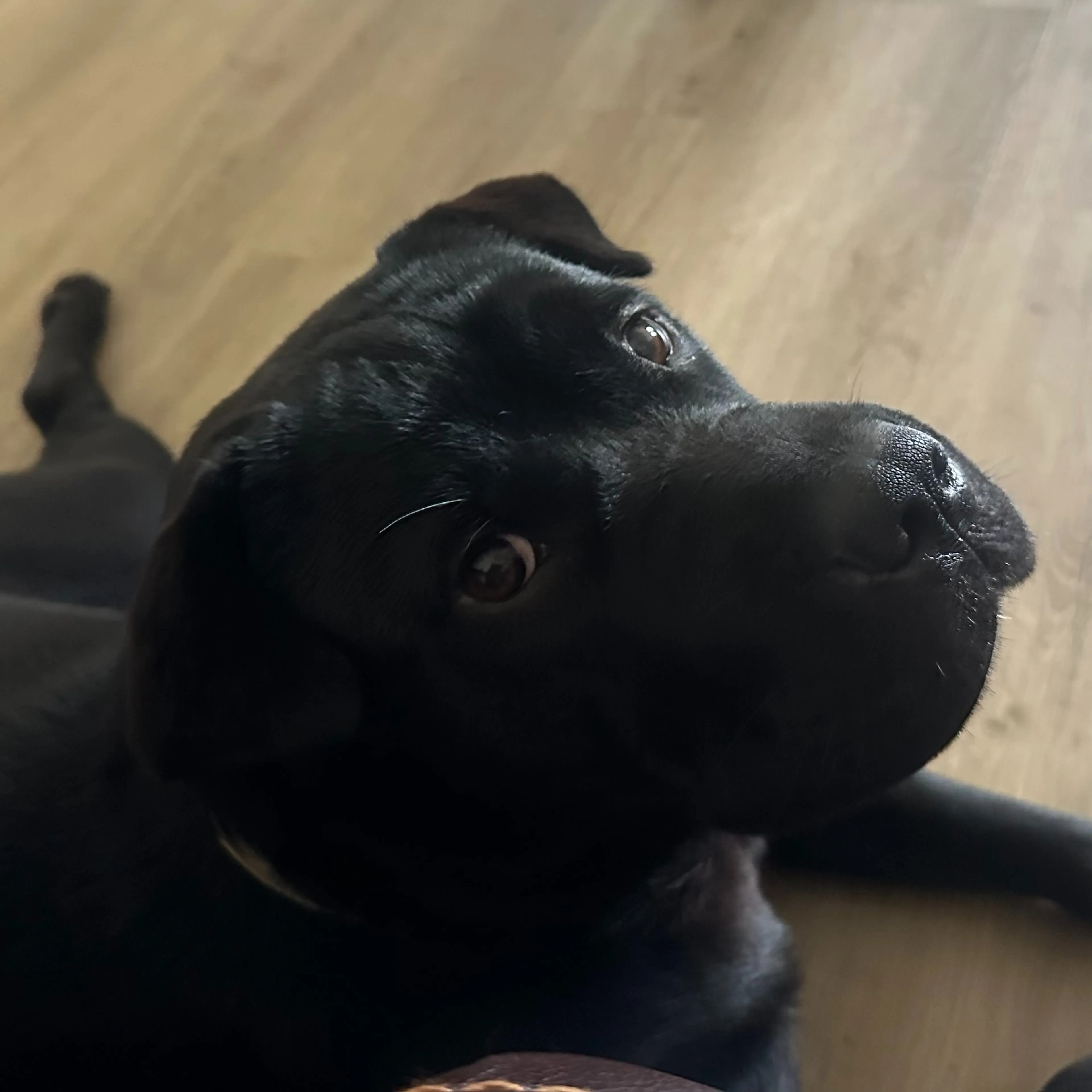 Lost pet-2