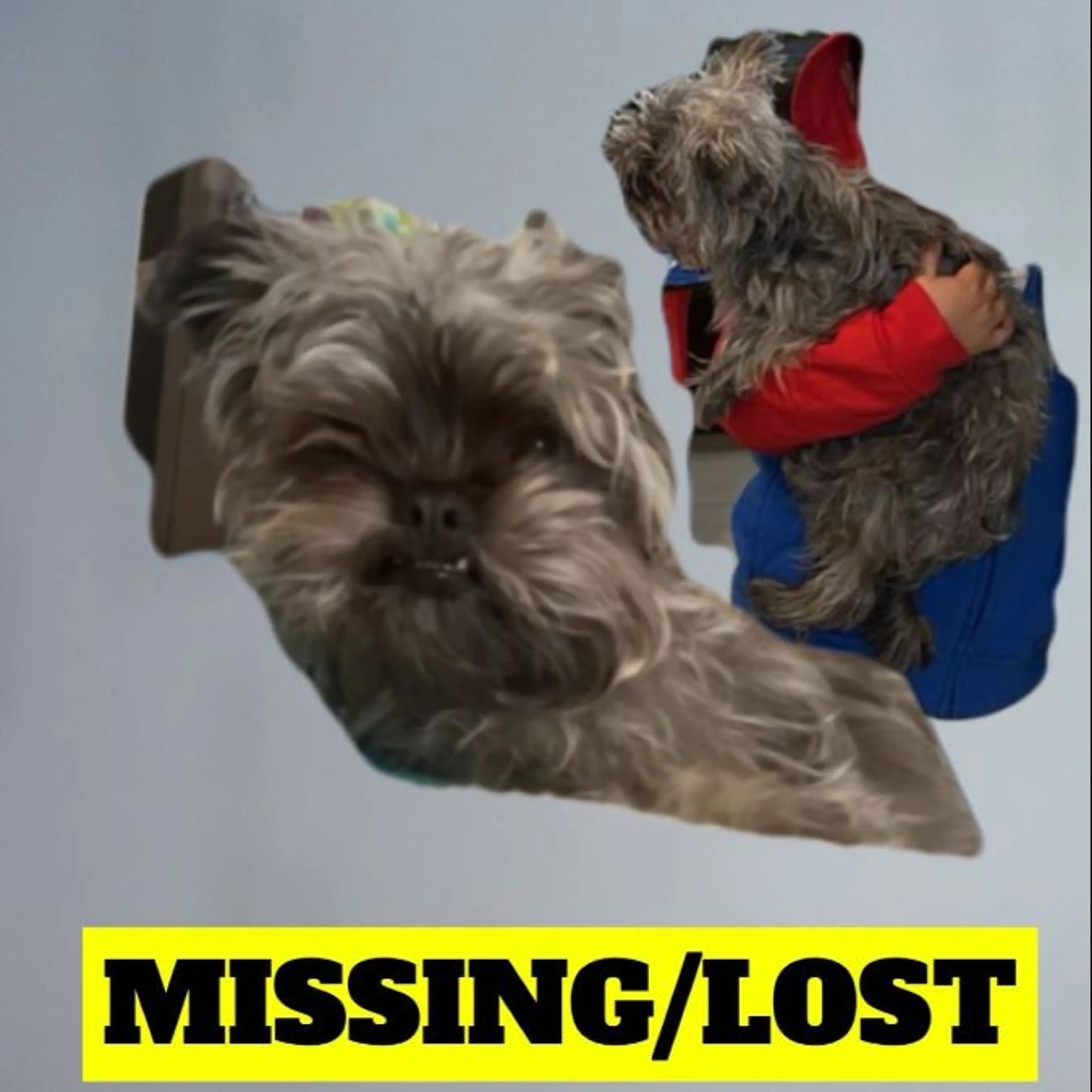 Lost pet-0