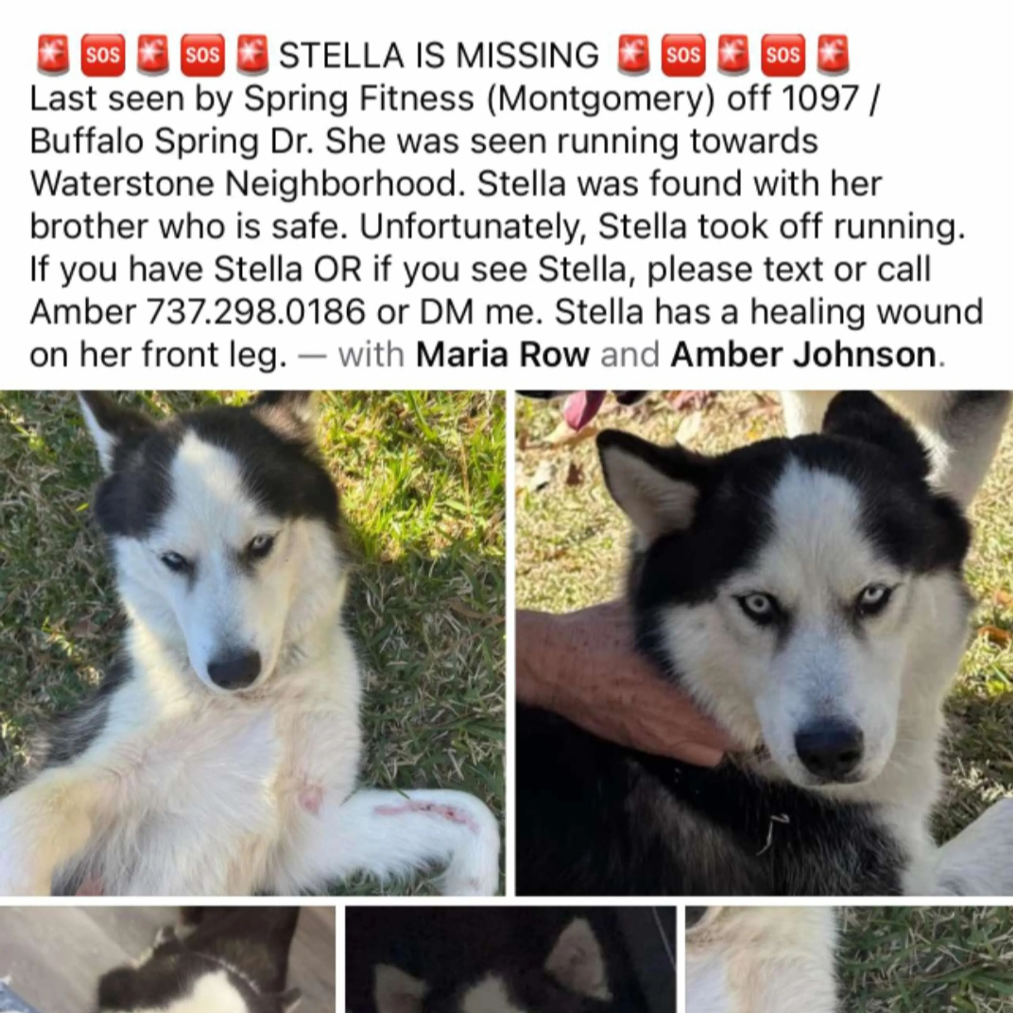 Lost pet-2