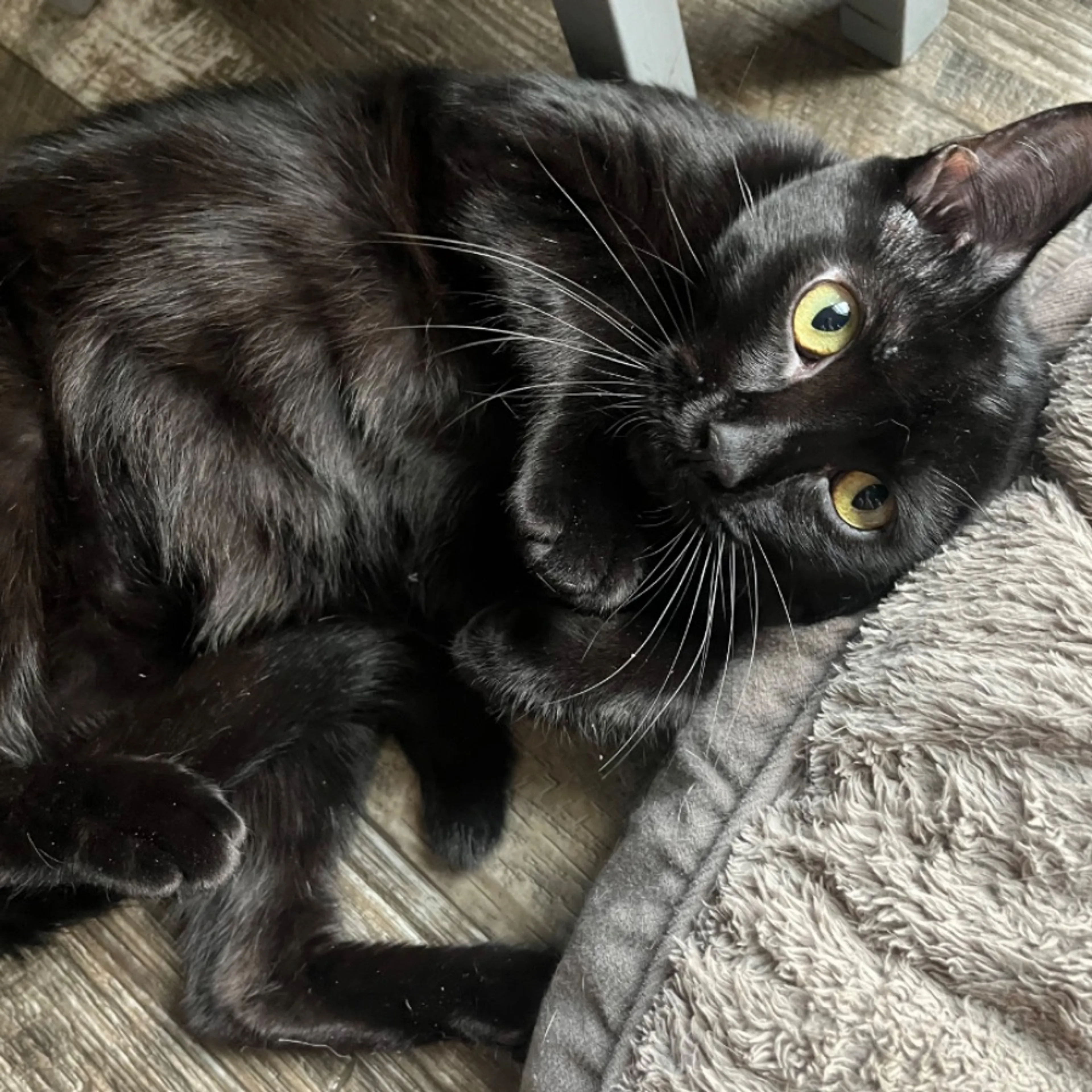 Lost pet