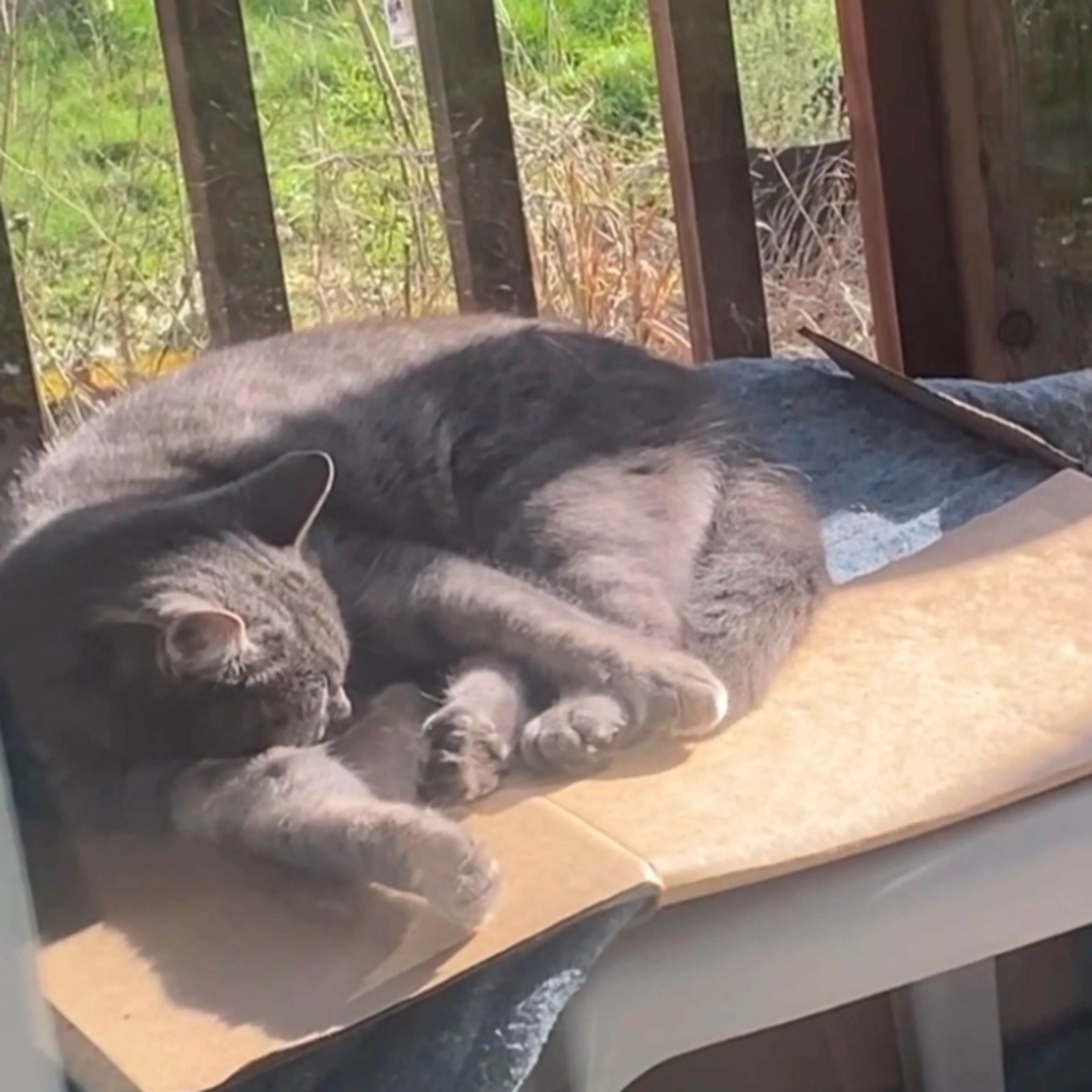 Found pet-1