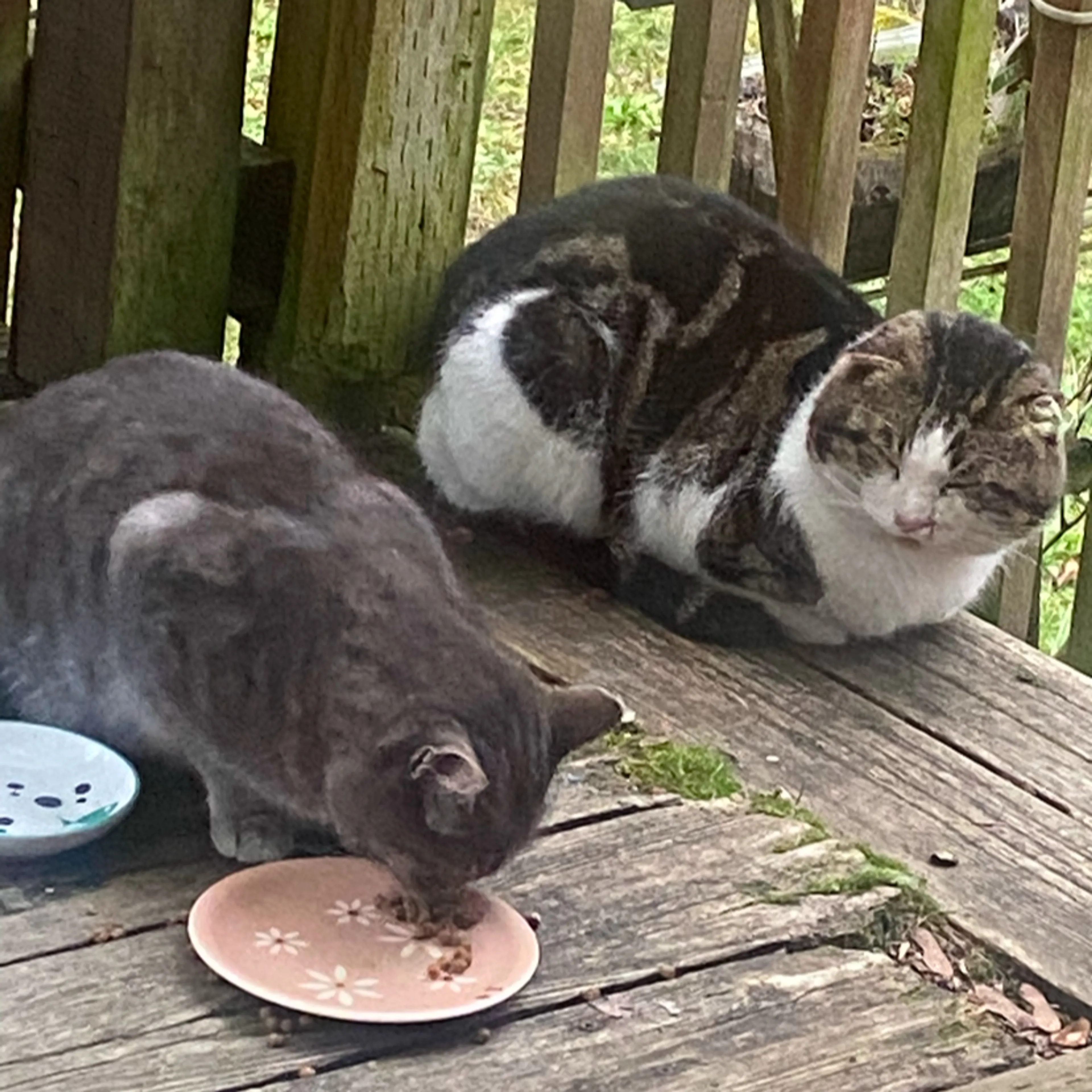Found pet-2