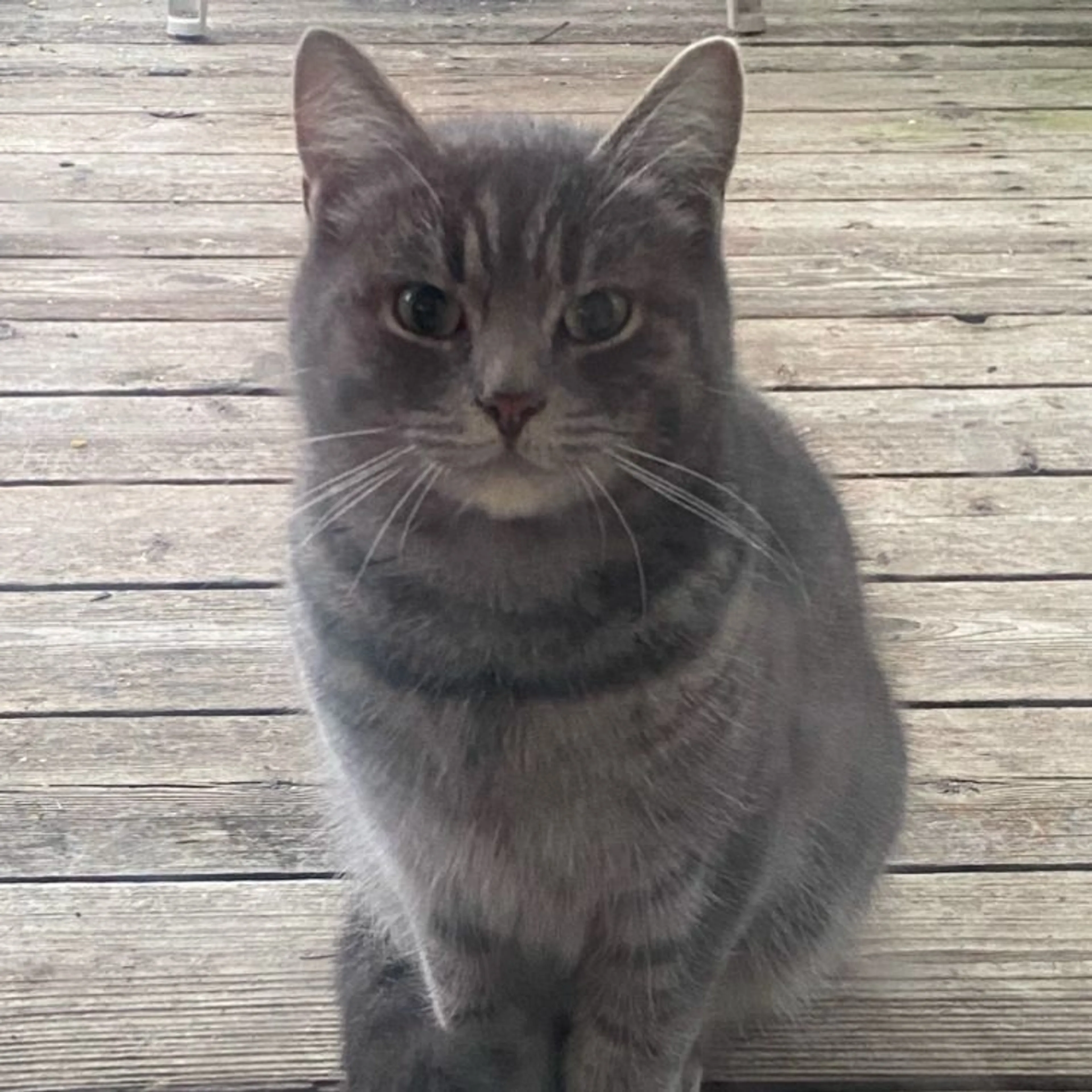 Found pet-0