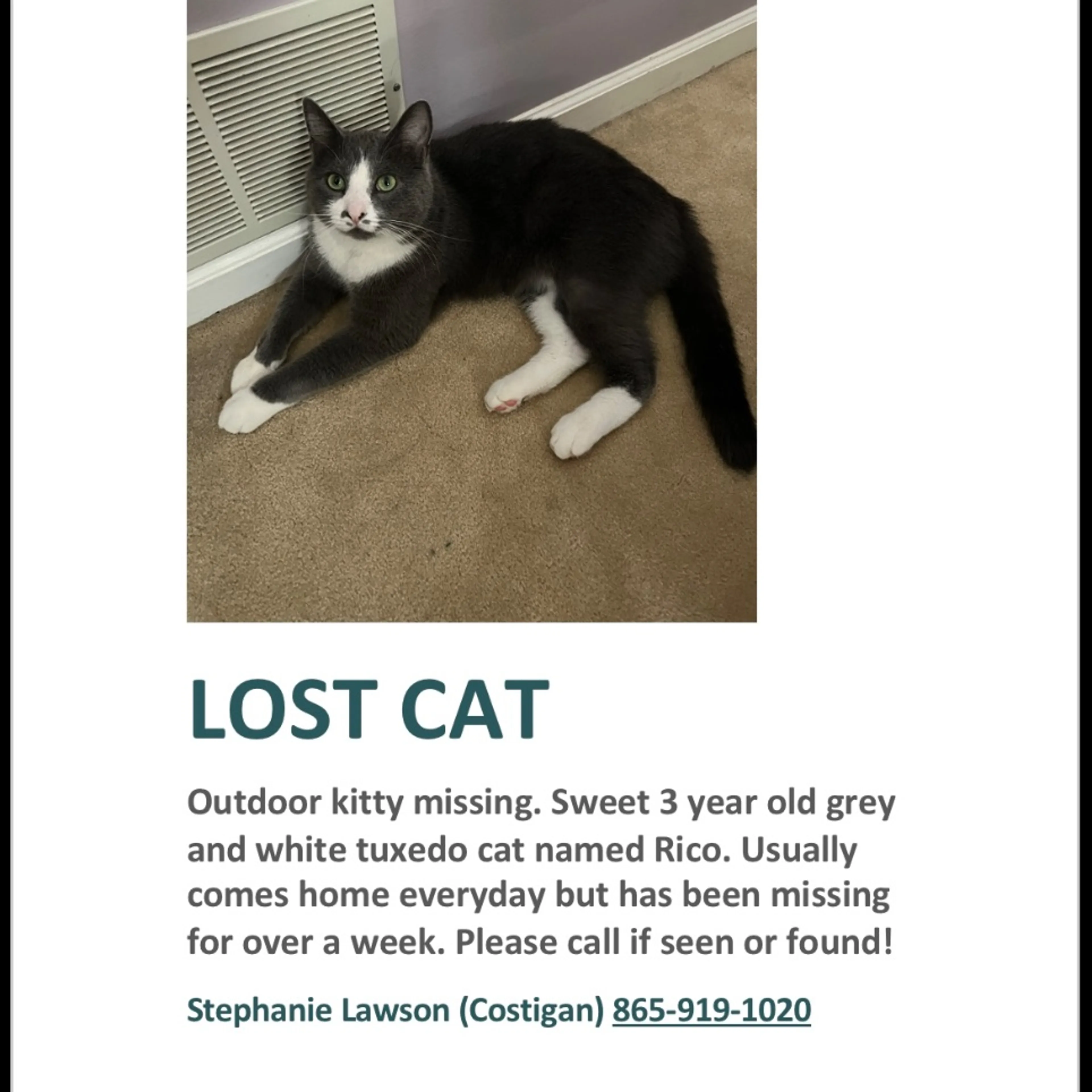 Lost pet