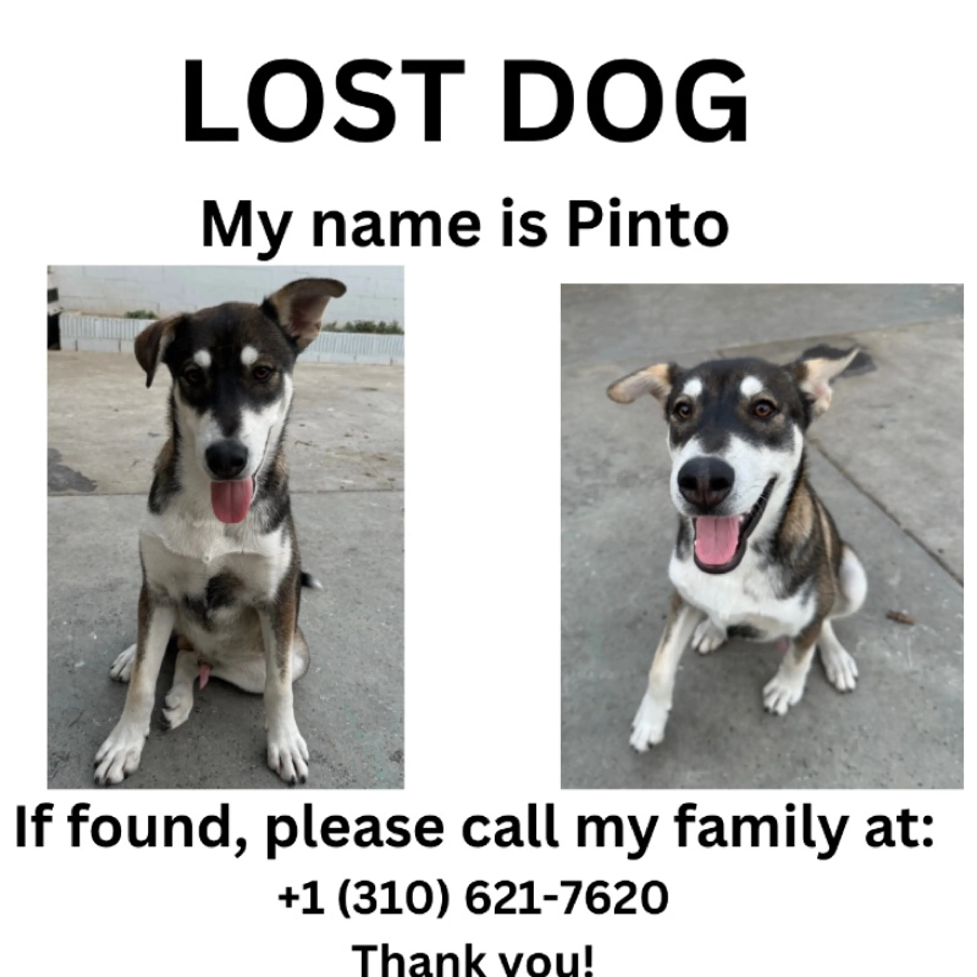 Lost pet-0