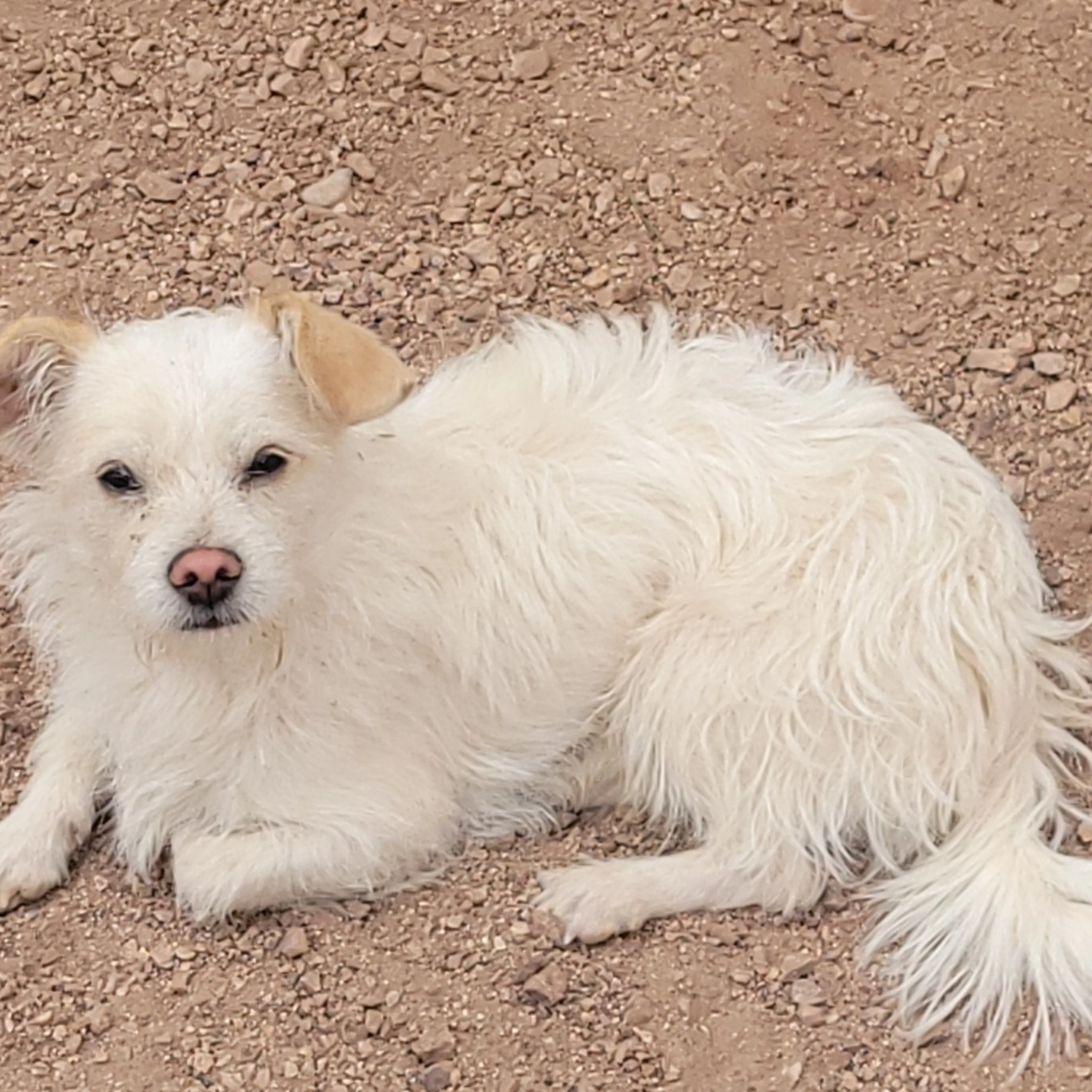 Lost pet-1