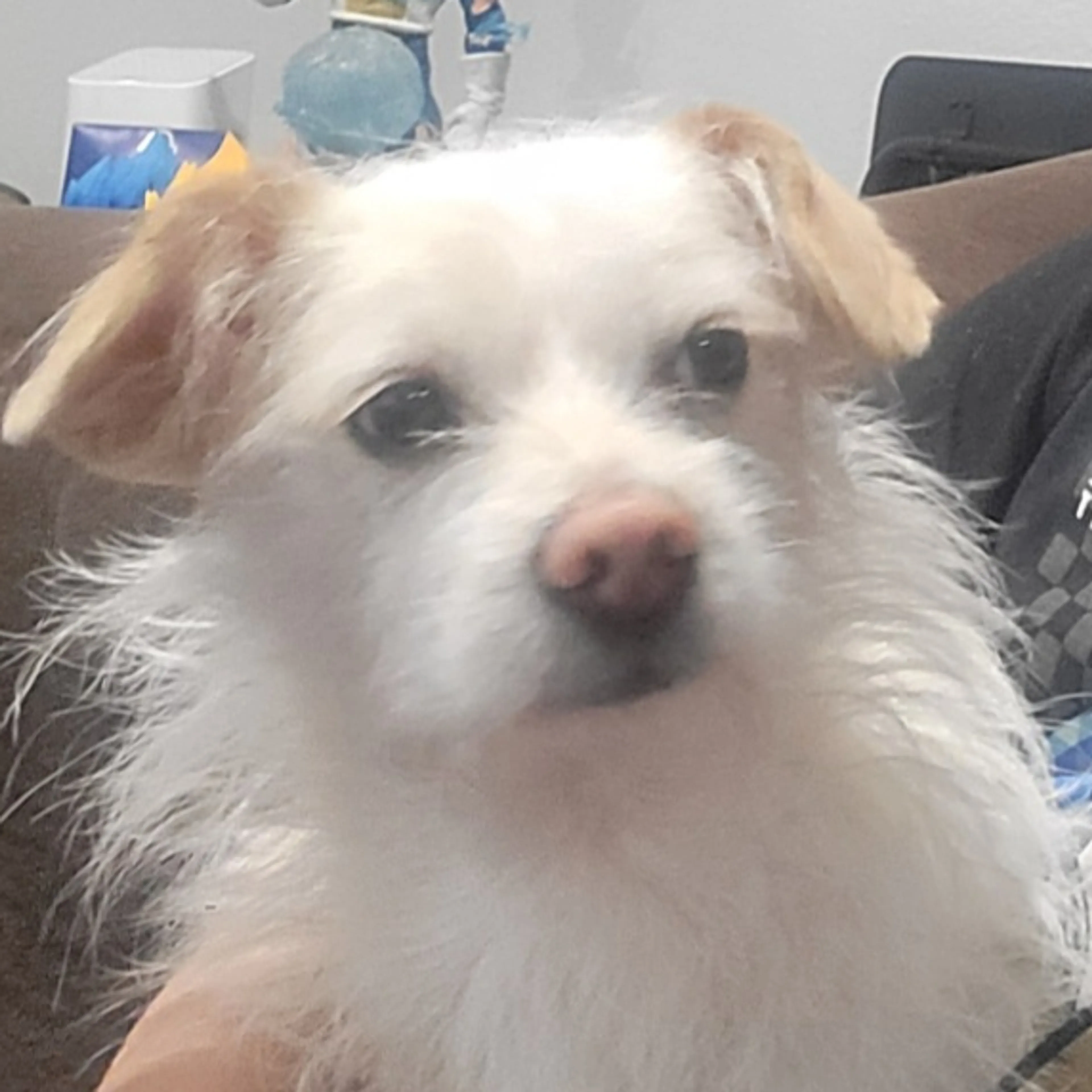 Lost pet-2